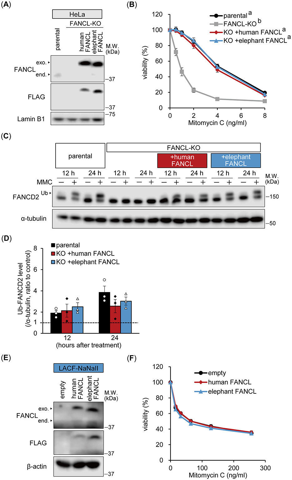 Western blot and graph images displaying experiments on FANCL-KO cells and gene replacement effects. (A) Western blot shows FANCL, FLAG, and Lamin B1 expressions in parental and FANCL-KO cells with human and elephant FANCL. (B) Line graph of viability (%) against Mitomycin C dosage, comparing parental, FANCL-KO, and gene-replaced cells. (C) Western blot of Ub-FANCD2 with and without human or elephant FANCL post Mitomycin C treatment. (D) Bar graph of Ub-FANCD2 levels over 12 and 24 hours. (E) Western blot with different FANCL substitutions. (F) Line graph showing viability against Mitomycin C with various FANCL substitutions.