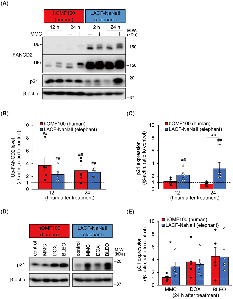 Panel A shows Western blots comparing hOMF100 and LACF-NaNall cells treated with MMC. It displays levels of Ub-FANCD2, FANCD2, p21, and β-actin at 12 and 24 hours. Panels B and C present bar graphs of Ub-FANCD2 and p21 expression ratios, respectively, for hOMF100 and LACF-NaNall cells. Panel D contains Western blots showing p21 and β-actin levels in cells treated with MMC, DOX, and BLEO. Panel E is a bar graph depicting p21 expression ratios under these treatments. Statistical significance is indicated with symbols.