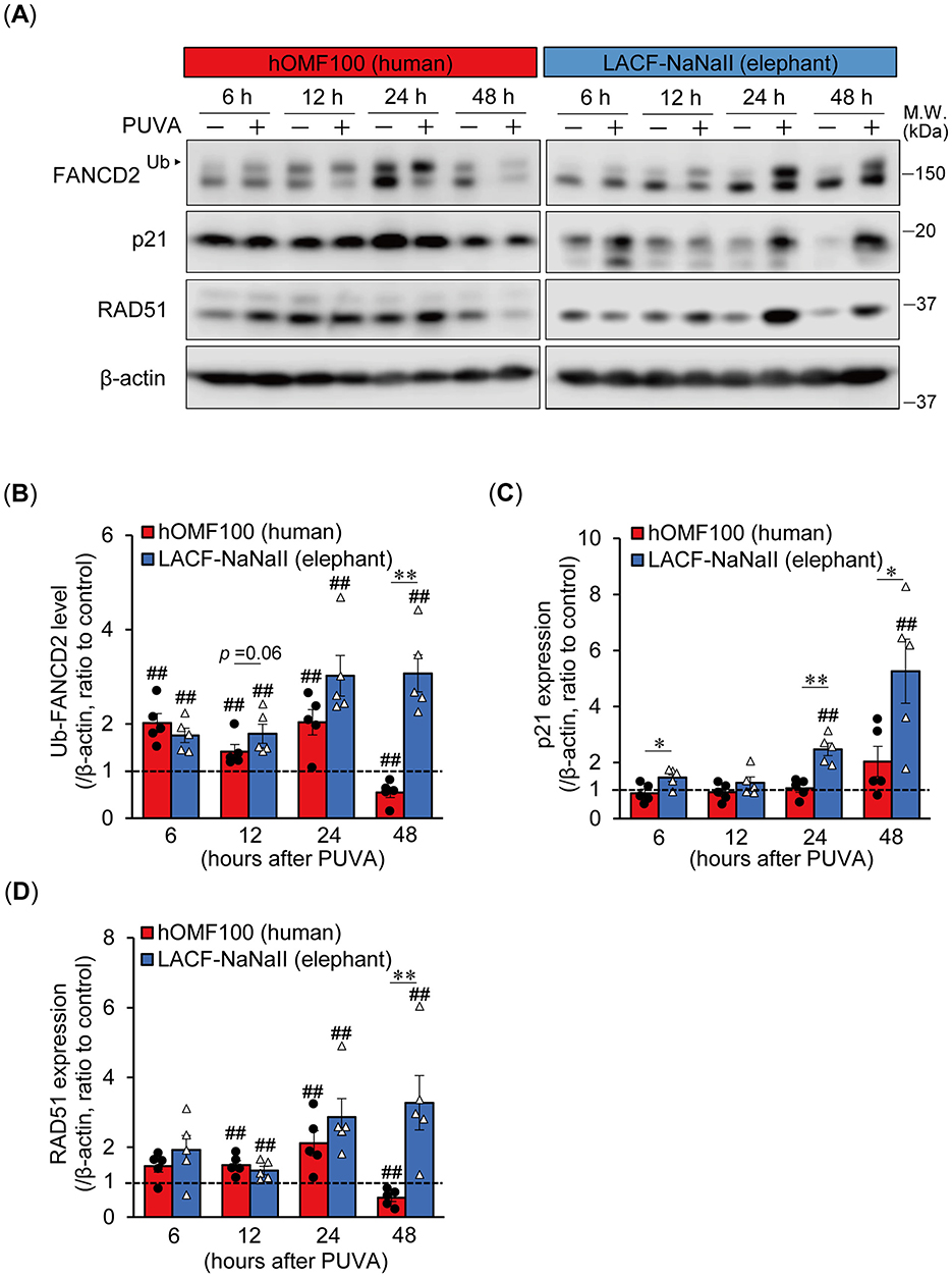Western blot analysis and accompanying bar graphs comparing protein expression levels in human (hOMF100) and elephant (LACF-NaNall) samples at various hours after PUVA treatment. Panel A depicts the Western blot for FANCD2, p21, RAD51, and β-actin with molecular weight markers. Panels B, C, and D display bar graphs for Ub-FANCD2, p21, and RAD51 expression ratios to β-actin in both human and elephant samples over time. Statistical significance is indicated with asterisks and hash symbols.