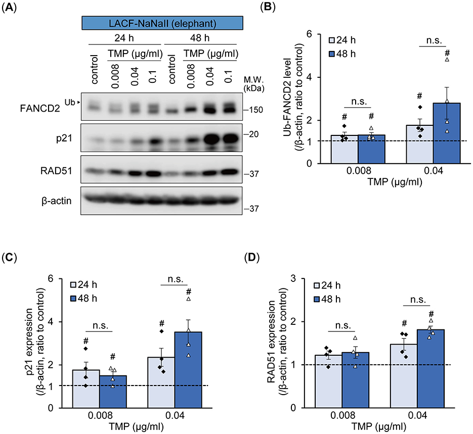 (A) Western blot analysis showing the expression of FANCD2, p21, and RAD51, with β-actin as a control, at different TMP concentrations and time points. (B-D) Bar graphs representing the levels of Ub-FANCD2, p21, and RAD51 expression normalized to β-actin. Comparisons are made between 24 and 48-hour time points at TMP concentrations of 0.008 and 0.04 micrograms per milliliter, indicating statistical significance levels.