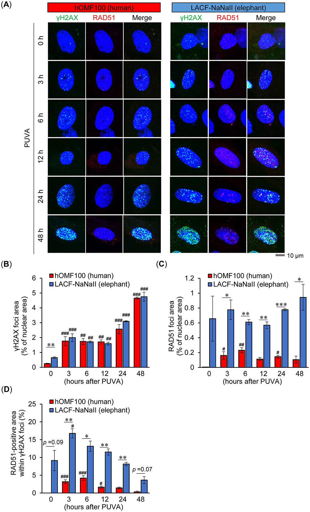 A set of images and graphs showing cellular and molecular analysis of hOMF100 (human) and LACF-NaNall (elephant) cells after PUVA treatment over time. Panel A displays cell staining results for γH2AX and RAD51, revealing DNA damage and repair foci at time points 0, 3, 6, 12, 24, and 48 hours. Panels B, C, and D are bar graphs showing quantitative analyses of γH2AX and RAD51 foci areas as percentages of nuclear area, and RAD51-positive areas within γH2AX foci over the same time intervals, highlighting variations between human and elephant cells.