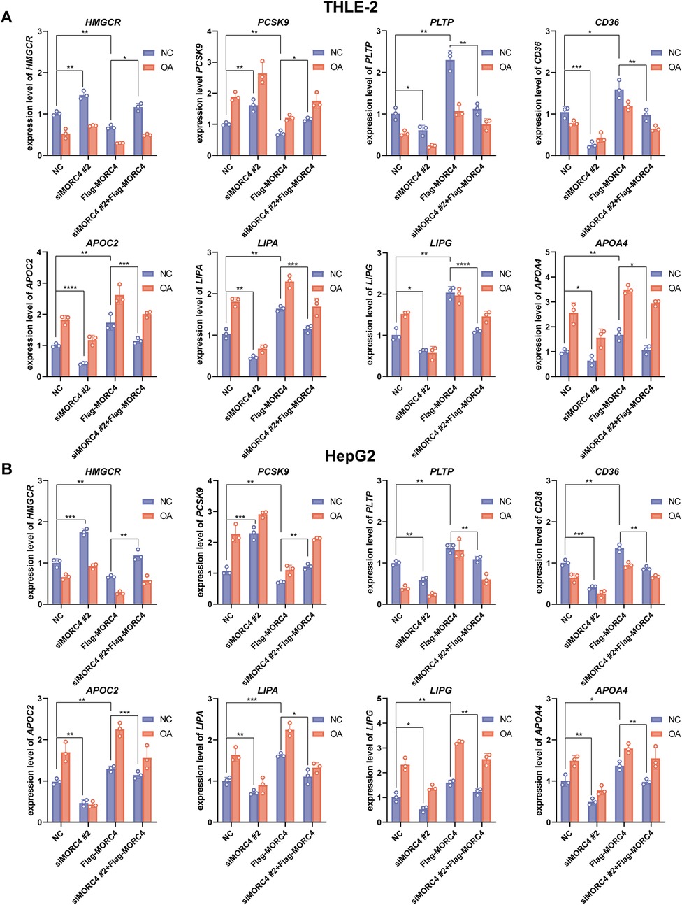 Bar graphs showing gene expression levels under different conditions in THLE-2 and HepG2 cells. Each panel represents a specific gene, such as HMGCR, PCSK9, PLTP, CD36, APOC2, LIPA, LIPG, and APOA4. Blue bars indicate NC (negative control), and orange bars indicate OA (treated with oleic acid). Data points and significance levels are indicated.