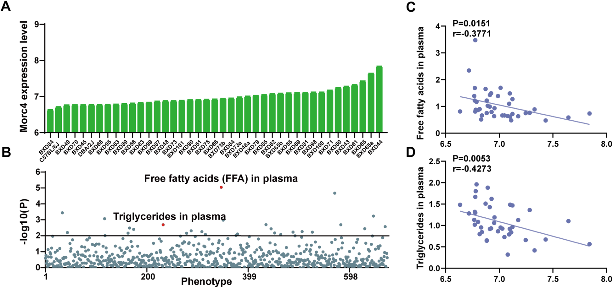Chart set analyzing genetic data. Panel A shows a bar graph of Morc4 expression levels across different strains. Panel B displays a scatter plot of phenotypes with -log10(P) values, highlighting free fatty acids and triglycerides in plasma. Panel C is a scatter plot correlating free fatty acids in plasma with Morc4 expression, showing a negative trend (P = 0.0151, r = -0.3771). Panel D is similar but for triglycerides, with a correlation of P = 0.0053 and r = -0.4273.