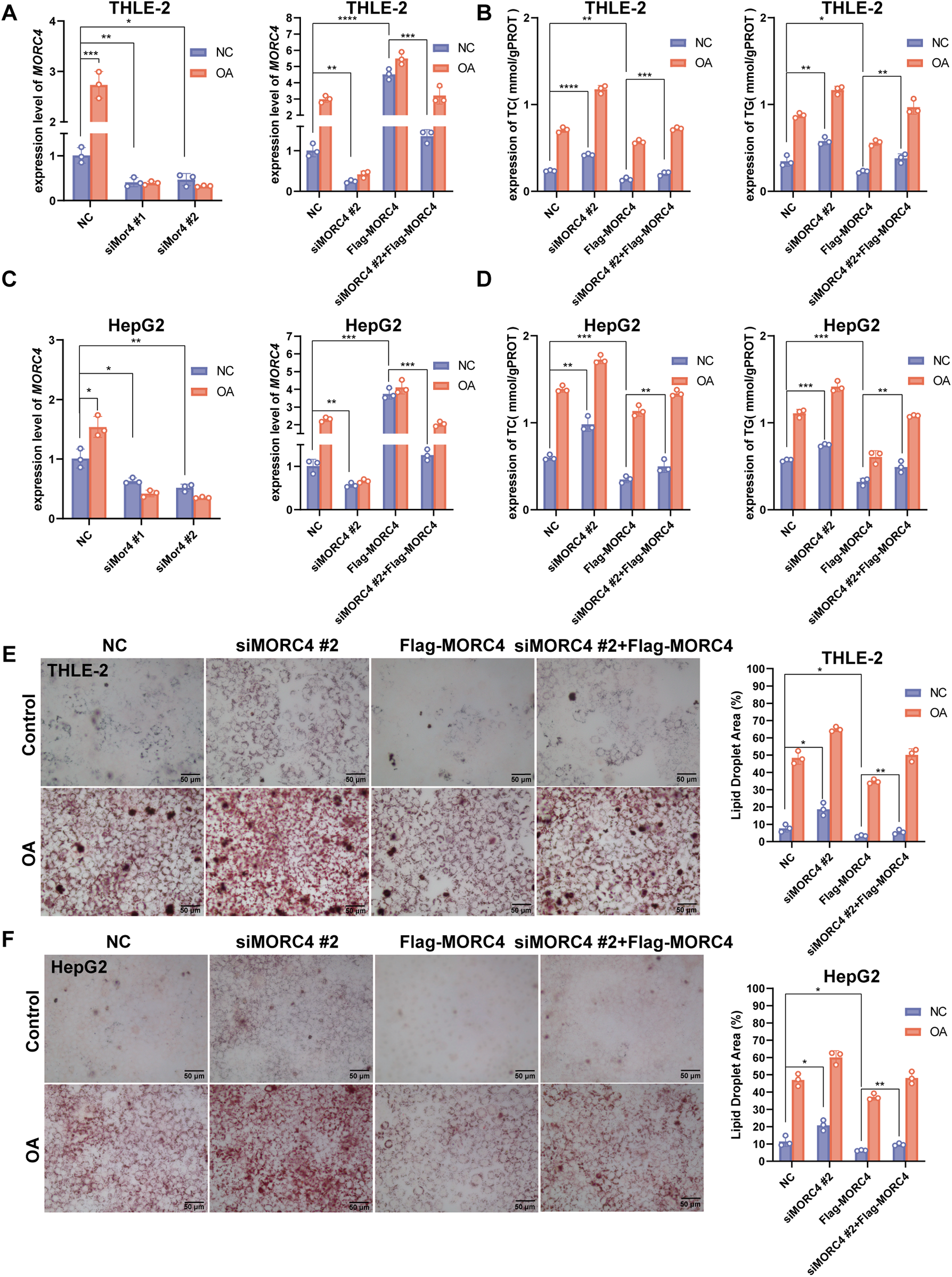Bar graphs and microscopy images analyzing MORC4 expression and triglyceride levels in THLE-2 and HepG2 cells. Panels A-D display expression levels and triglyceride content under various conditions with significant differences indicated. Panels E-F provide microscopy images showcasing lipid droplet accumulation in control and OA-treated cells, with quantification shown in adjacent graphs. Scale bars indicate 50 micrometers.
