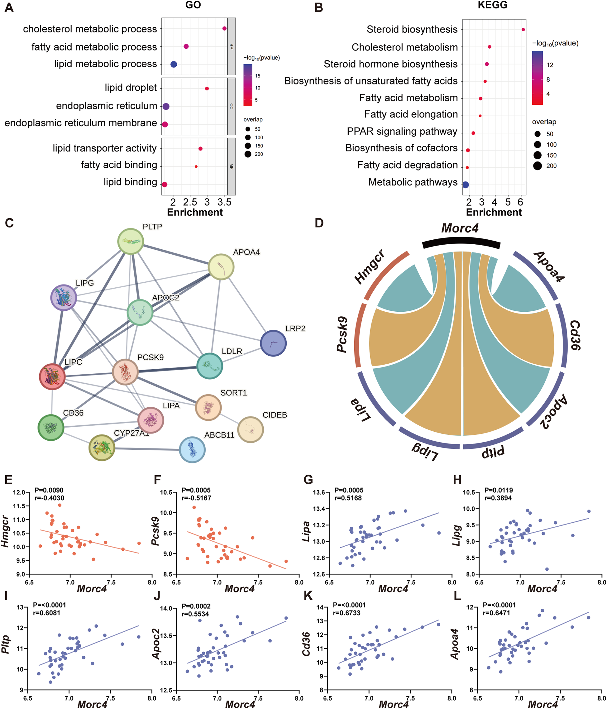 A composite image with multiple panels: (A) A GO enrichment dot plot with terms related to cholesterol and lipid processes. (B) A KEGG enrichment dot plot with terms related to steroid and fatty acid metabolism. (C) A network diagram showing interactions among genes involved in lipid metabolism. (D) A circular plot showing connections between different genes. (E-K) Scatter plots displaying gene expression correlations with Morc4, with each plot representing a different gene relationship.
