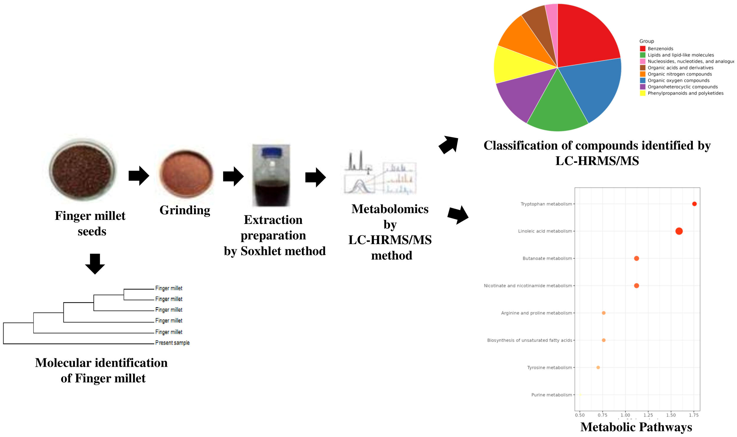 Flowchart depicting the molecular identification and analysis of finger millet seeds. It begins with the seeds, followed by grinding, and extract preparation using the Soxhlet method. The process continues with metabolomics identification through LC-HRMS/MS. Data undergoes peak detection, normalization, deconvolution, and identification. A pie chart illustrates the classification of compounds, and a scatter plot shows metabolic pathways.