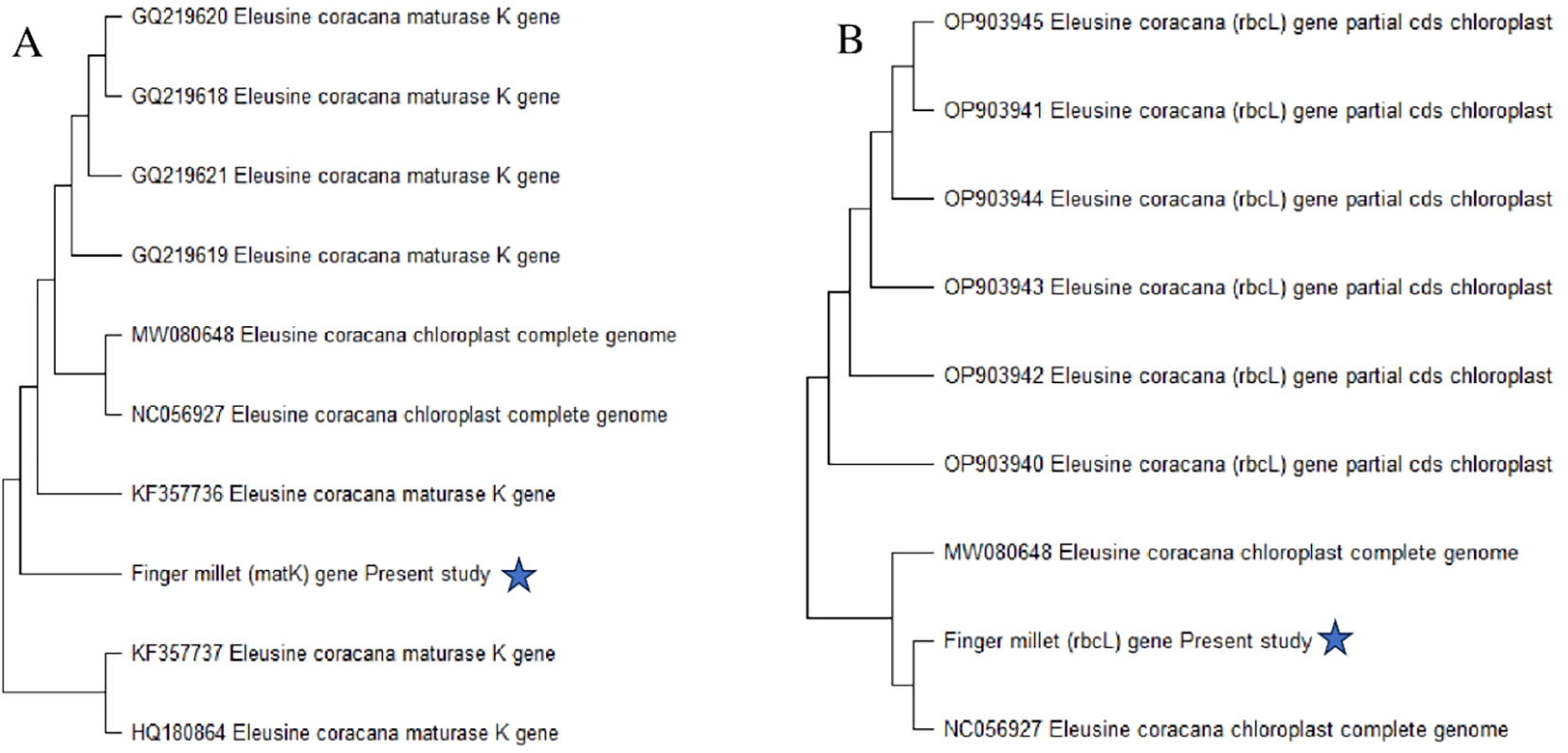 Phylogenetic tree diagrams labeled A and B display the genetic sequences of Eleusine coracana (finger millet). Diagram A shows the maturase K gene sequences, including those from the present study marked by a star. Diagram B shows the rbcL gene partial cds chloroplast sequences, also highlighting the current study with a star.