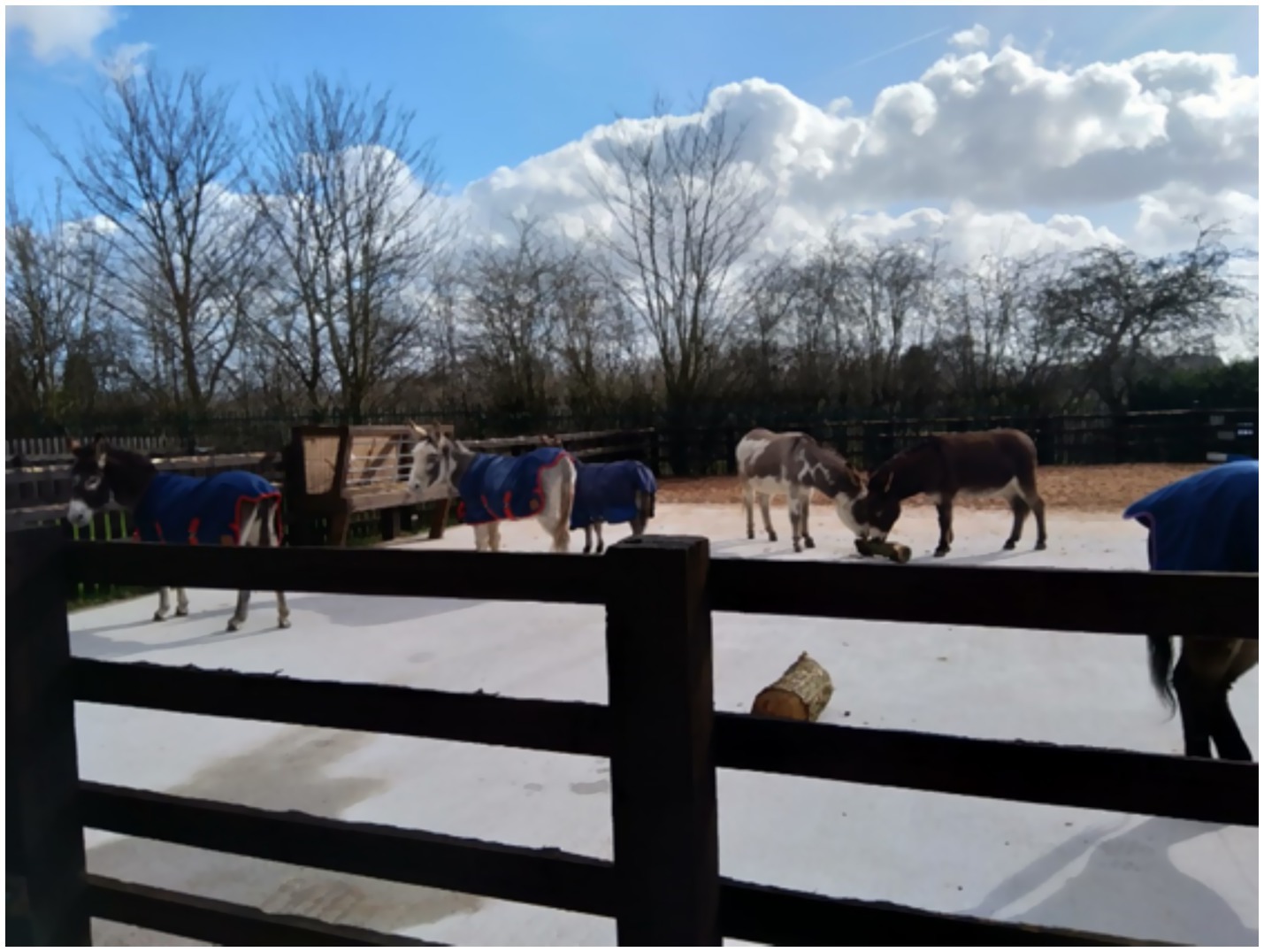 Several donkeys wearing blue and red coats stand and graze in a fenced area with a wooden railing in the foreground. Leafless trees and a partly cloudy sky are in the background.