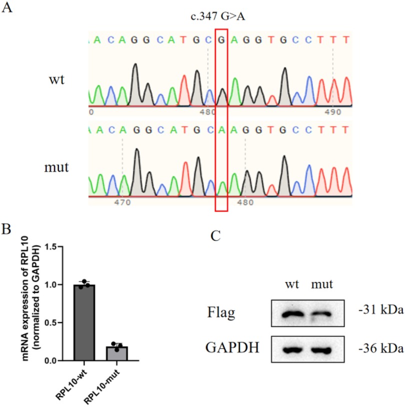 Panel A shows DNA sequencing chromatograms with a highlighted c.347 G>A mutation comparing wild type (wt) and mutant (mut). Panel B presents a bar graph depicting mRNA expression of RPL10, normalized to GAPDH, with higher expression in wild type. Panel C displays Western blot analysis for Flag and GAPDH proteins, indicating similar expression for both wt and mut, with molecular weights of thirty-one and thirty-six kilodaltons, respectively.