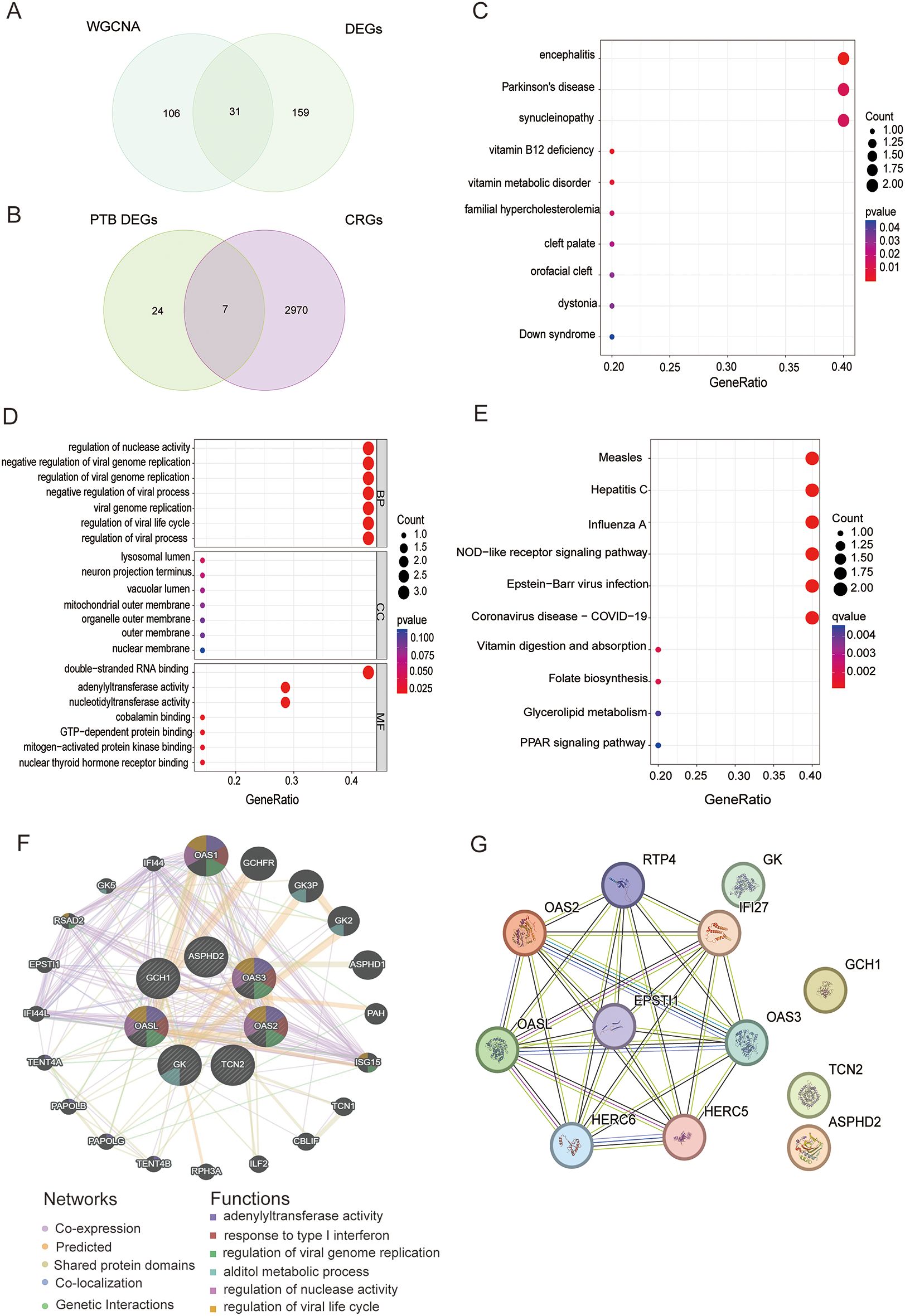 Two Venn diagrams labeled A and B show overlapping data sets for WGCNA, DEGs, PTB DEGs, and CRGs. Charts C, D, and E display dot plots of gene ratios related to diseases and biological processes, with varying p-values and counts. Diagrams F and G depict network interactions among various genes with labeled functions and connections, emphasizing co-expression and genetic interactions.