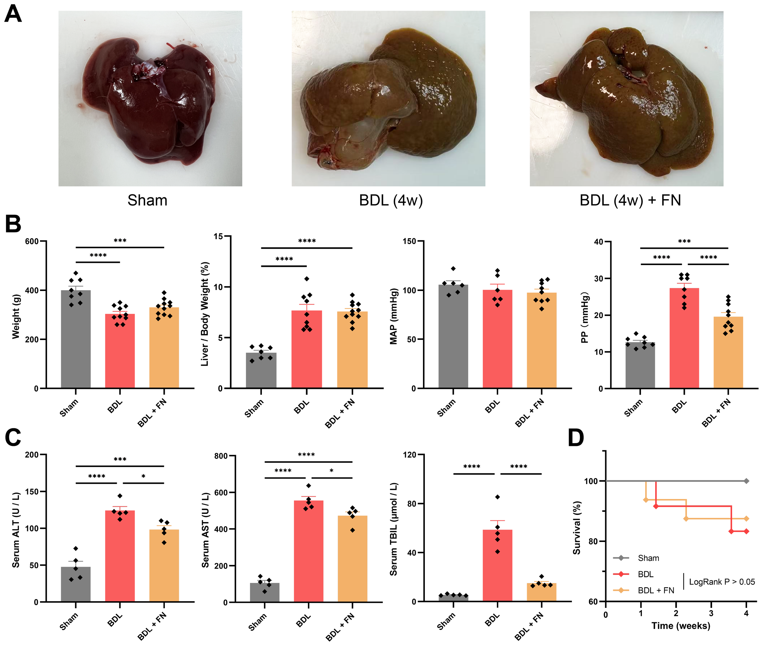 Panel A displays liver images under Sham, BDL (4 weeks), and BDL (4 weeks) + FN treatments. Panel B shows bar graphs comparing weight, liver/body weight ratio, MAP, and PP across the same groups, highlighting statistically significant differences with asterisks. Panel C includes bar graphs for serum ALT, AST, and TBL levels, also showing differences. Panel D features a survival curve comparing the three groups over four weeks, with no significant differences in survival rates.