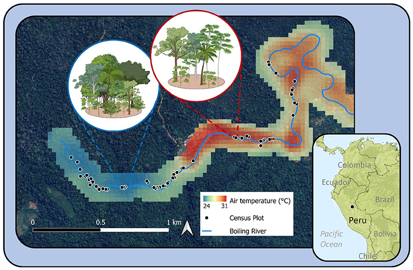 Map showing the Boiling River in Peru with temperature gradients ranging from twenty-four to thirty-one degrees Celsius. Insets highlight census plots of forest types, indicated with blue and red circles. An inset map indicates the river's location in Peru. A scale bar and north arrow are included.