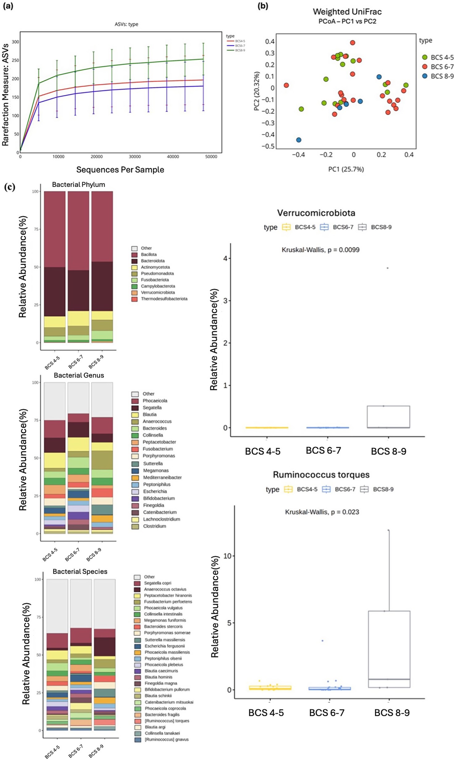 The image consists of three panels analyzing bacterial diversity and abundance. Panel (a) shows a rarefaction curve for ASVs across different BCS types. Panel (b) presents a Weighted UniFrac PCoA plot, showing clustering based on BCS types. Panel (c) displays bar charts of bacterial phylum, genus, and species abundance, with box plots highlighting Verrucomicrobiota and Ruminococcus torques, showing significant differences across BCS types with Kruskal-Wallis p-values of 0.0099 and 0.023, respectively.