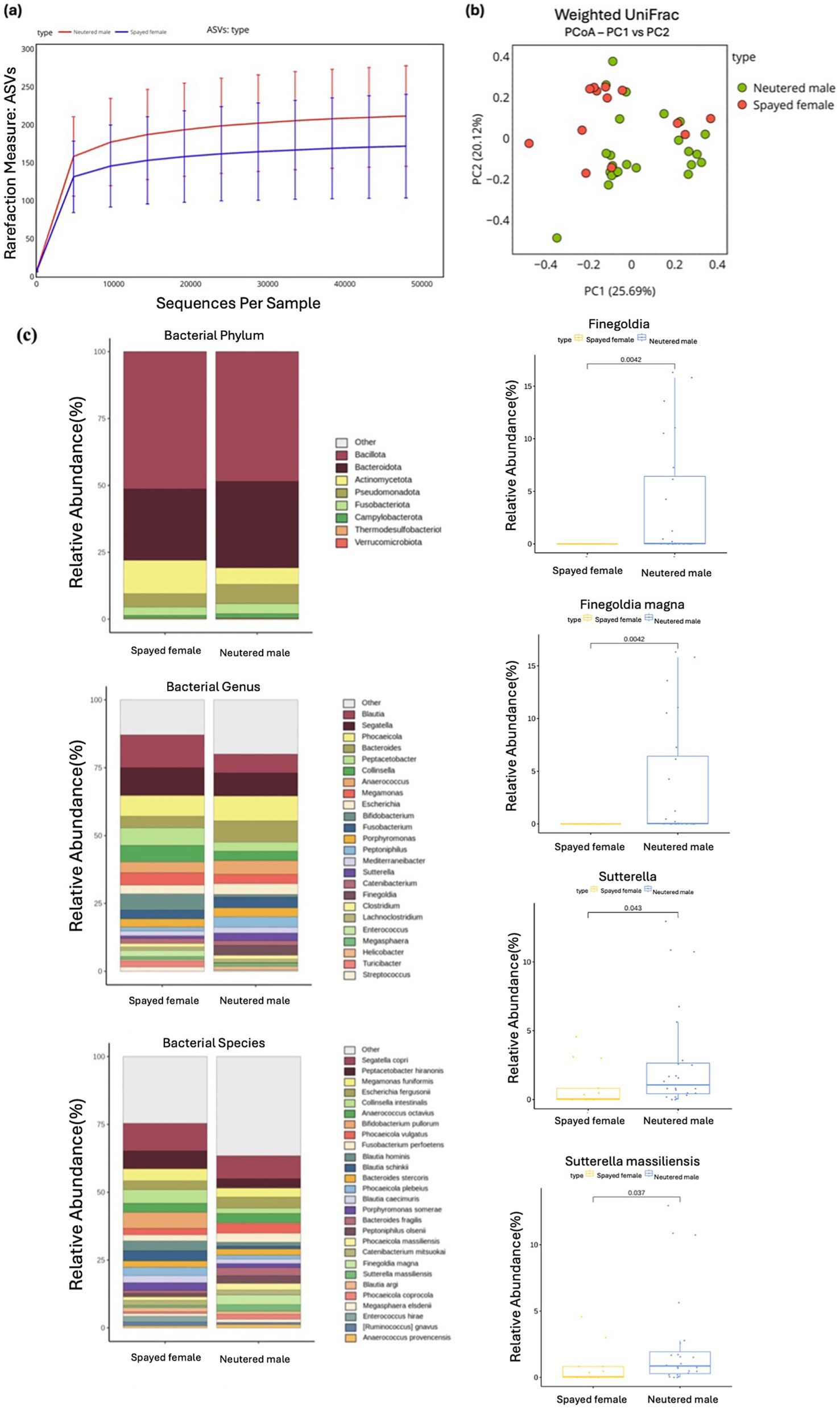 Panel (a) shows a line graph comparing ASV rarefaction measures between neutered males and spayed females. Panel (b) presents a PCoA plot of weighted UniFrac distances. Panel (c) displays bar charts of bacterial phylum, genus, and species, alongside boxplots of Finegoldia, Sutterella, and Sutterella massiliensis relative abundances, differentiated by spayed females and neutered males.