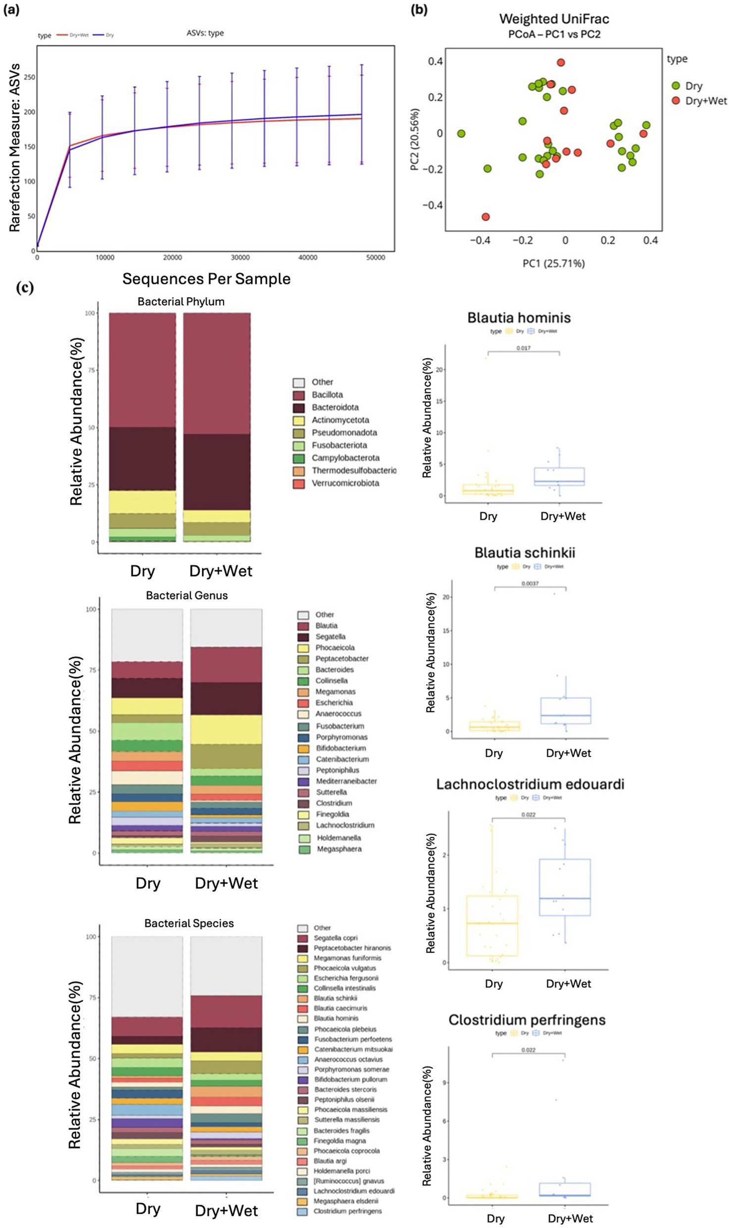 A composite image showing several charts related to microbiome analysis. Panel (a) presents a rarefaction curve comparing dry and dry+wet types for ASVs, revealing similar trends. Panel (b) displays a weighted UniFrac PCoA plot with two axes (PC1 and PC2), differentiating between dry and dry+wet samples using colored dots. Panel (c) includes stacked bar charts for bacterial phylum, genus, and species, comparing dry and dry+wet conditions. Additionally, box plots on the right illustrate relative abundances of specific bacteria: Blautia hominis, Blautia schinkii, Lachnoclostridium edouardi, and Clostridium perfringens, comparing the two conditions.
