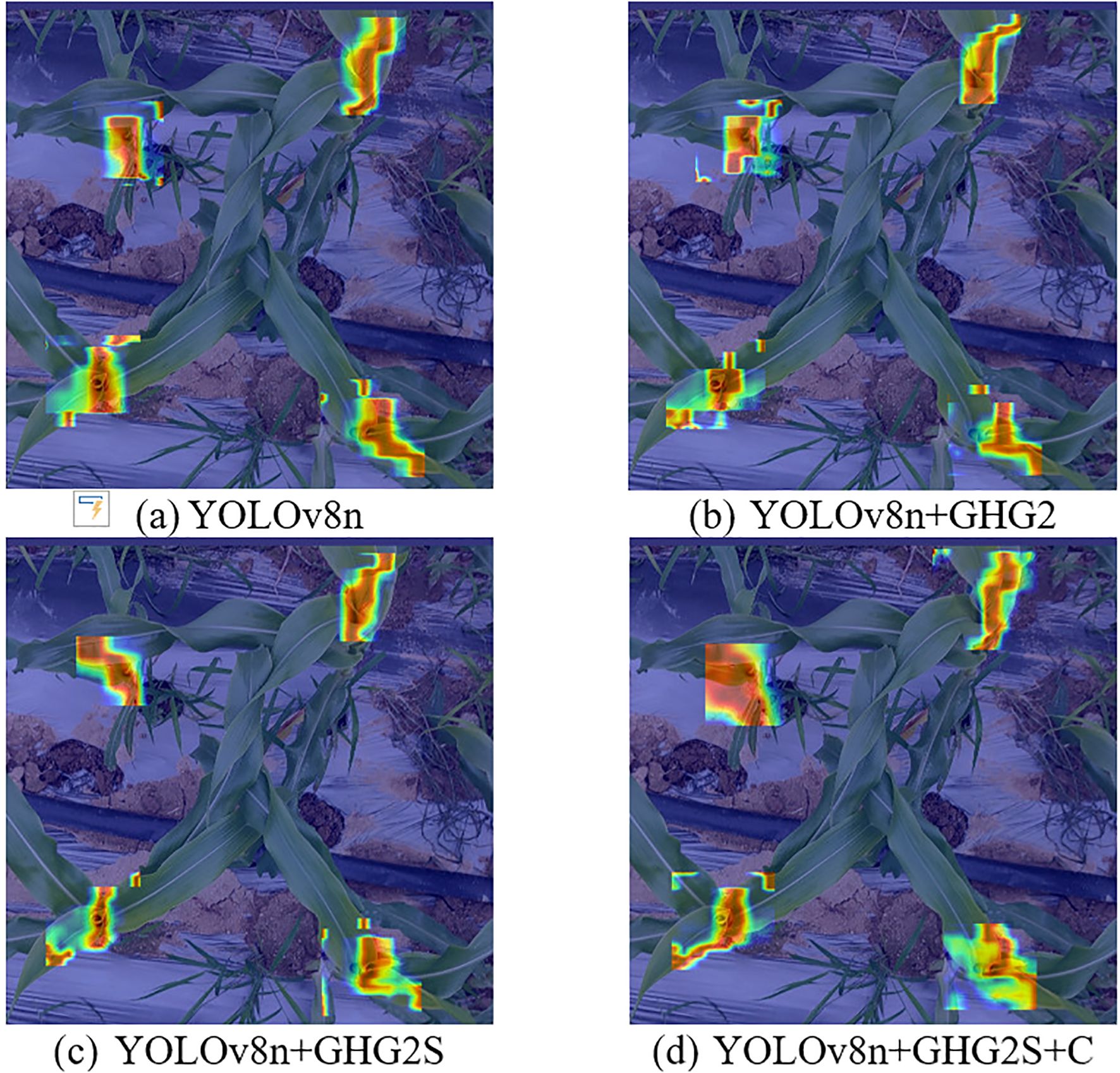 Four panels of the same plant with varying color overlays. (a) YOLOv8n shows vibrant areas. (b) YOLOv8n+GHG2 highlights additional spots. (c) YOLOv8n+GHG2S modifies the distribution. (d) YOLOv8n+GHG2S+C further alters the intensity.