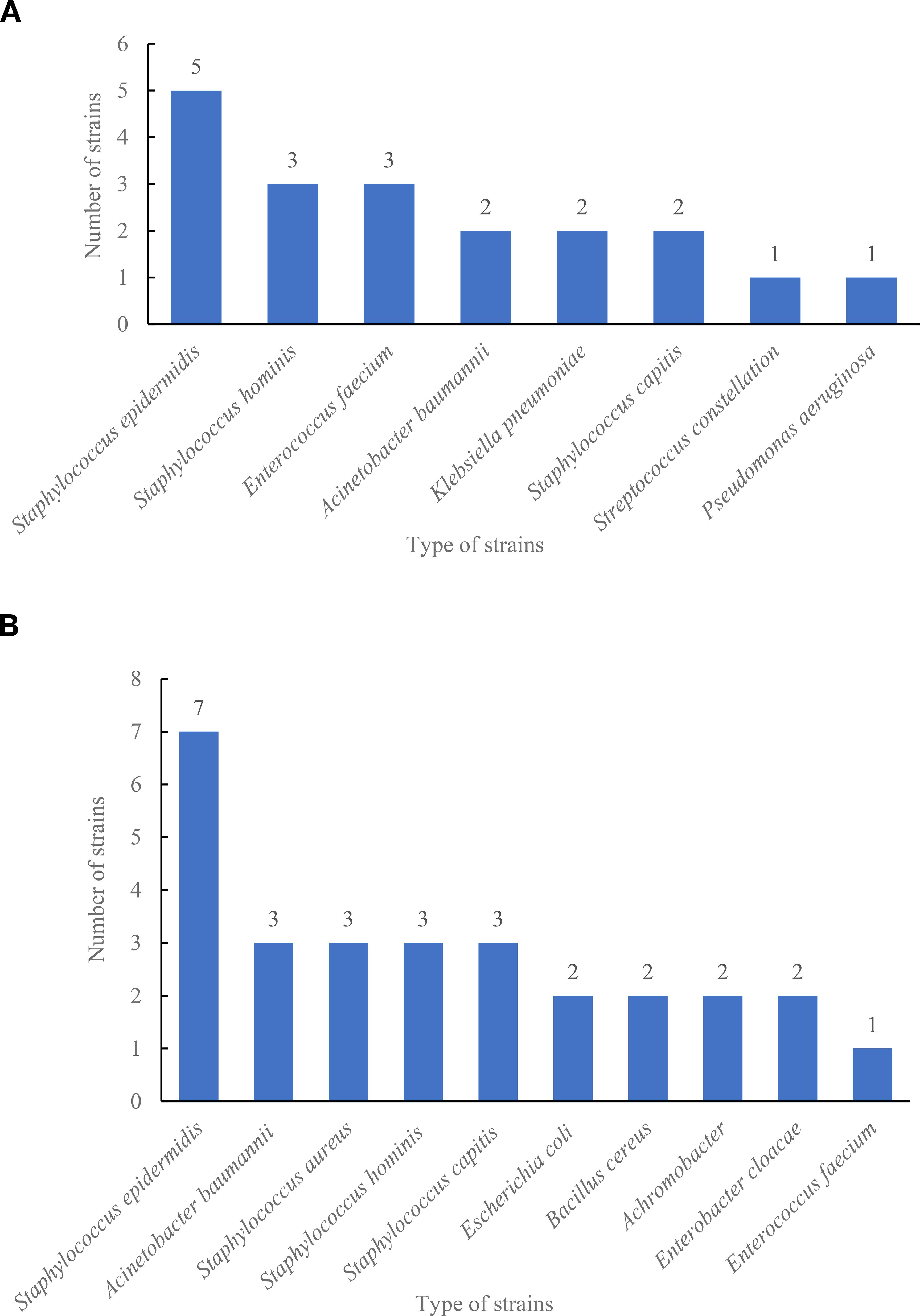 Two bar charts labeled A and B show the type and number of strains of different medium. In chart A, Staphylococcus epidermidis is most common with five occurrences, followed by Staphylococcus hominis and Enterococcus faecium with three each. In chart B, Staphylococcus epidermidis leads with seven, followed by Acinetobacter baumannii, Staphylococcus aureus, Staphylococcus hominis, and Staphylococcus capitis, each with three occurrences. Other bacteria have lower counts.