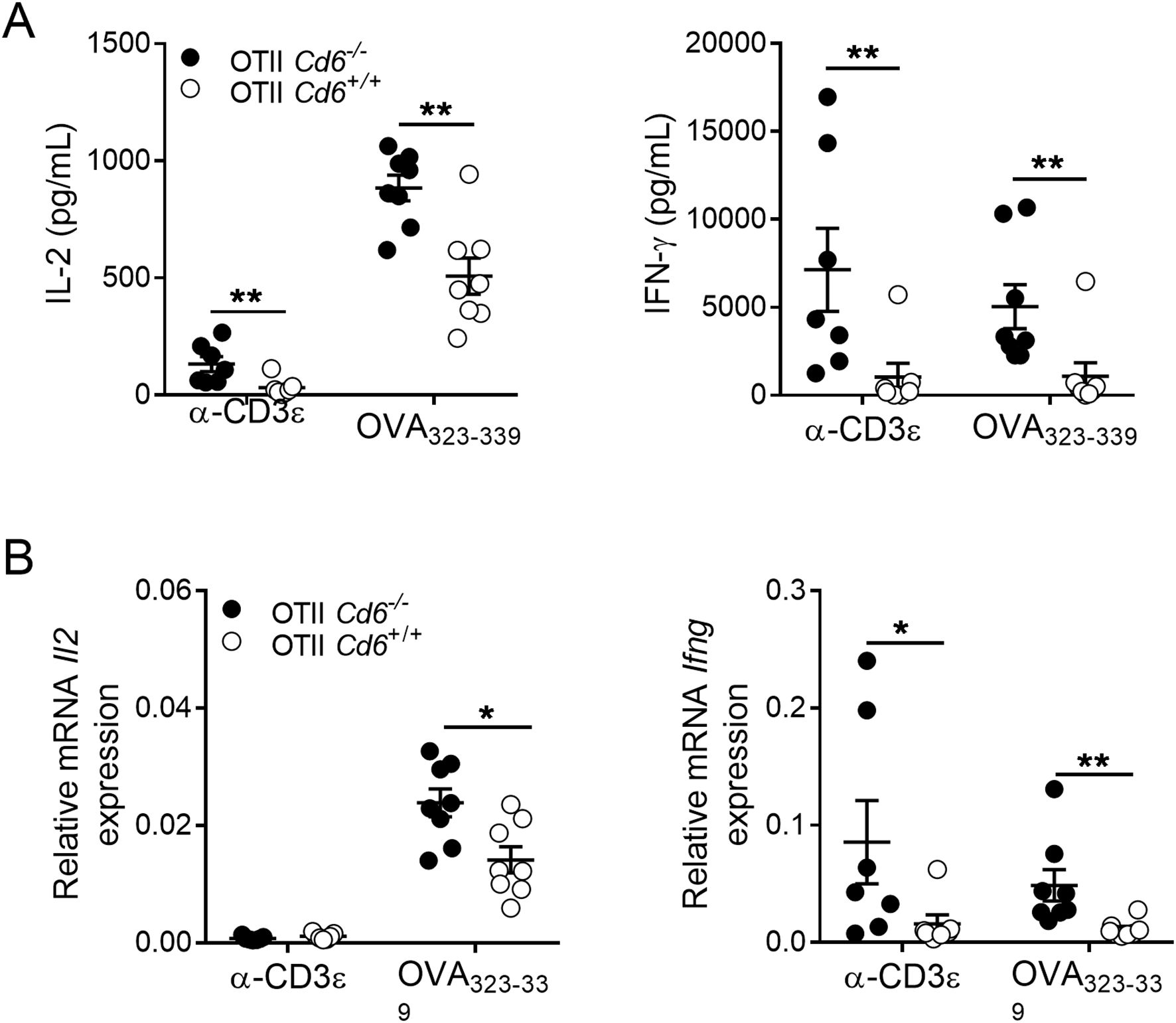 Graphs showing immune response comparisons in OTII Cd6 knockout and wild-type mice. Panel A: IL-2 and IFN-γ levels in pg/mL. Panel B: Relative mRNA expression of Il2 and Ifng. Significant differences are marked with asterisks.