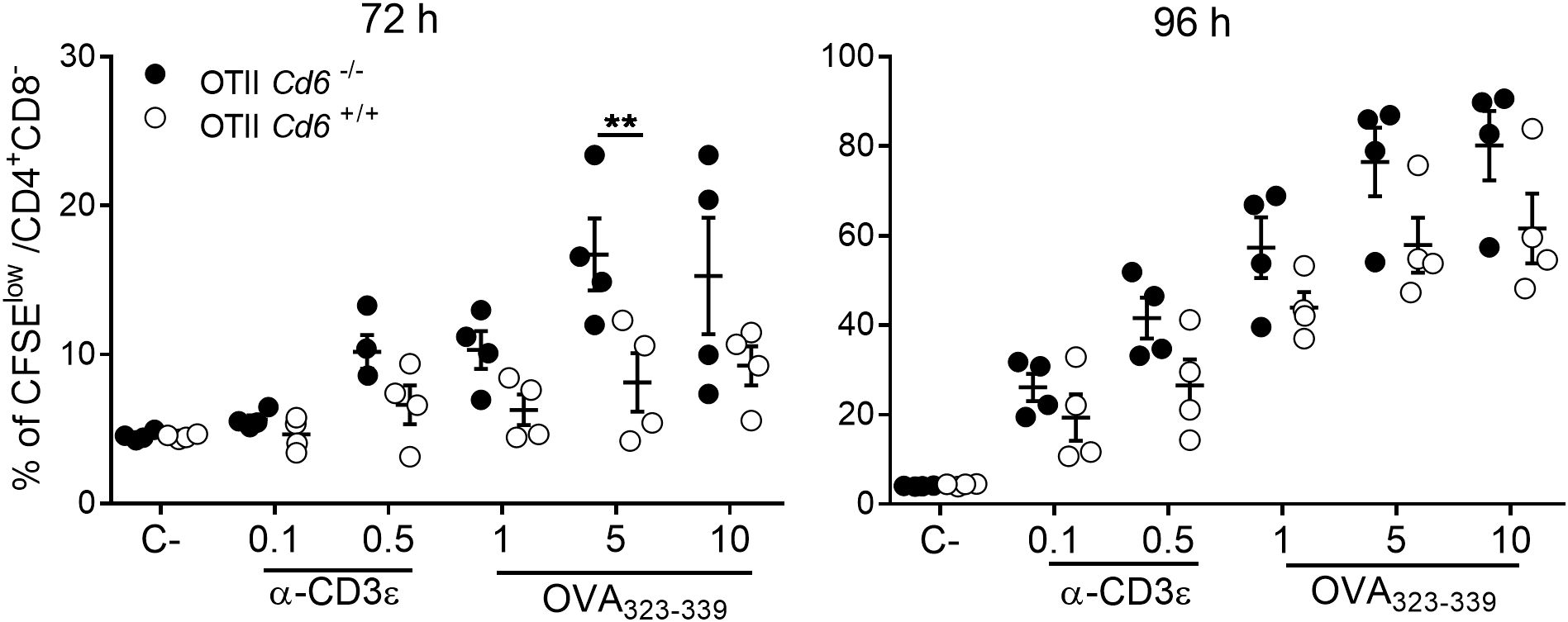 Bar graphs showing the percentage of CFSE low/CD4+CD8- cells at 72 hours and 96 hours for OTII Cd6-/- and OTII Cd6+/+. Data points for different concentrations of α-CD3ε and OVA_323-339 are plotted, with CD6 deficiency and sufficiency represented by filled and open circles, respectively. Error bars indicate variability. Significant differences are marked at 72 hours.