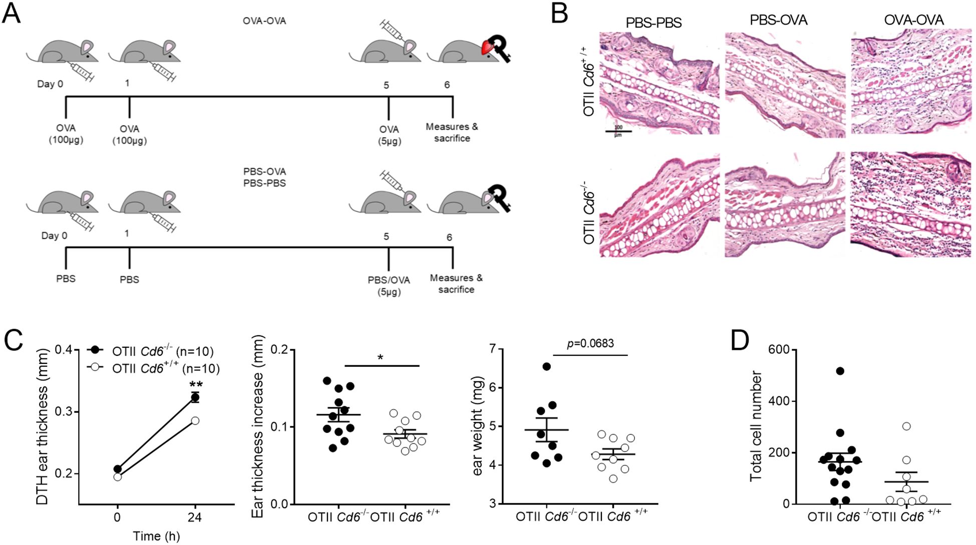 Panel A depicts a timeline of mouse treatment with OVA and PBS. Panel B shows histological ear tissue sections under different treatments: PBS-PBS, PBS-OVA, and OVA-OVA. Panel C presents graphs of delayed-type hypersensitivity (DTH) ear thickness, ear thickness increase, and ear weight for OTII Cd6-/- and Cd6+/+ mice, indicating statistical significance with p-values. Panel D displays total cell number data for both genotypes.