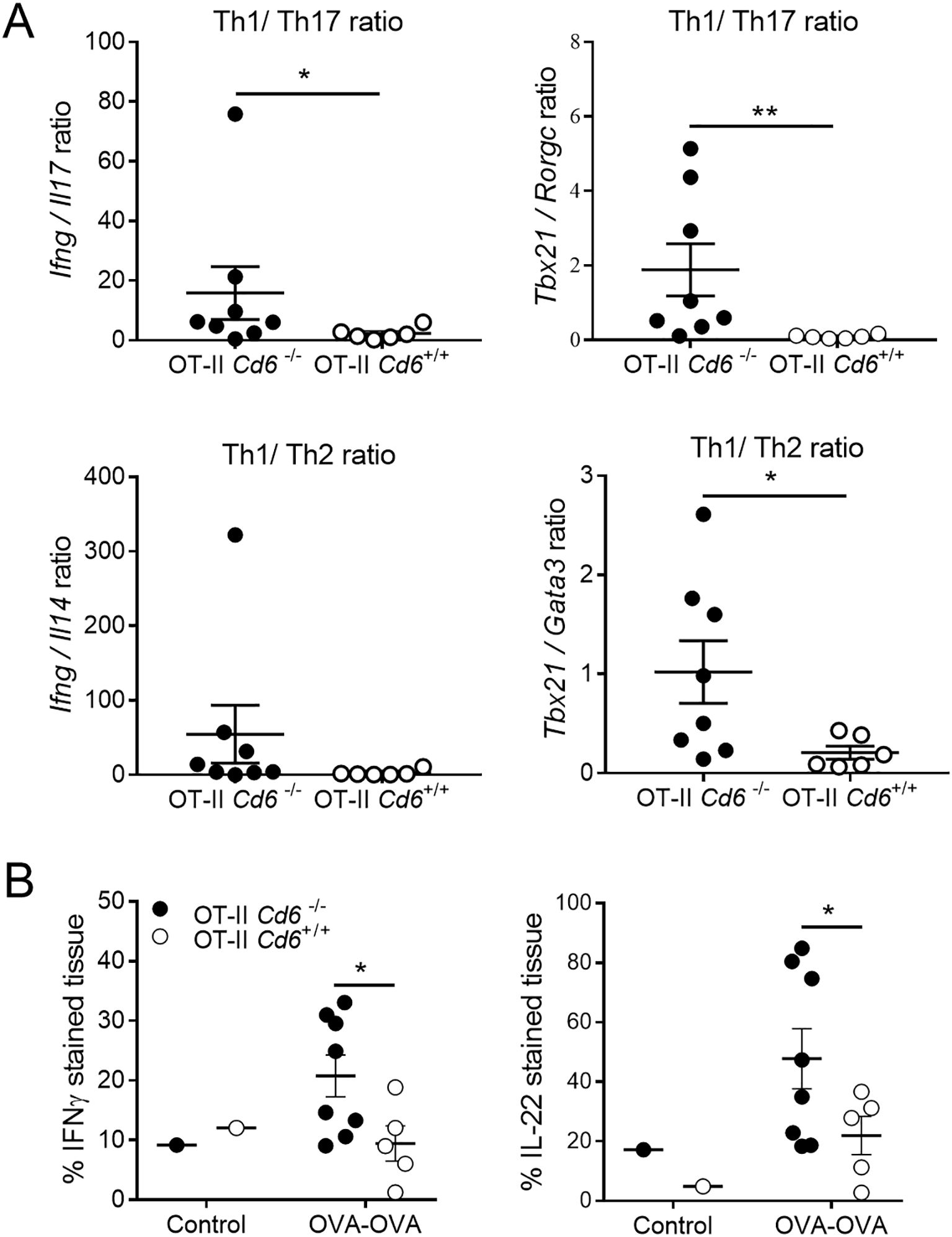 Graphical abstract showing data from two panels. Panel A presents four scatter plots comparing the ratios of different cytokines and transcription factors (Ifng/Il17, Tbx21/Rorc, Ifng/Il4, Tbx21/Gata3) in OT-II Cd6⁻/⁻ and OT-II Cd6⁺/⁺ groups. Significant differences marked with asterisks. Panel B presents two scatter plots showing percentages of IFNγ and IL-22 stained tissues in control and OVA-OVA conditions for both groups, with significant differences highlighted. Error bars indicate variability.