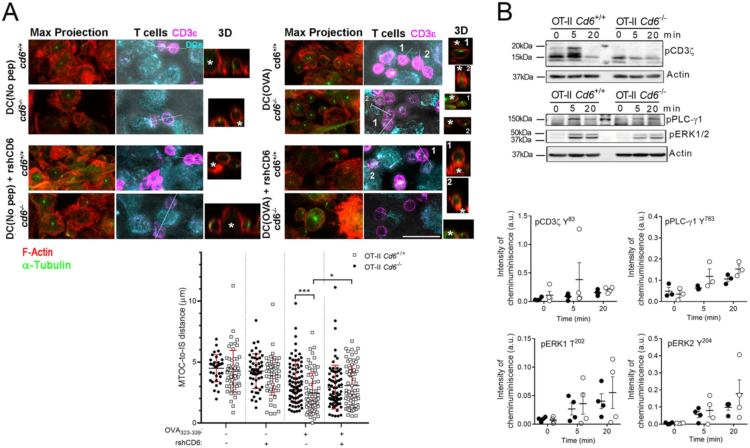 Panel A displays microscopy images showing T cells and dendritic cells stained with F-actin and α-tubulin. T cells, labeled with CD3ε in magenta, vary in appearance based on experimental conditions, including peptide presence and CD6 status. The 3D sections highlight differences in cellular interactions. A graph below compares MTOC-to-IS distance for different experimental setups. Panel B contains Western blot images showing protein expression over time for pCD3ζ, pPLC-γ1, and pERK1/2 in OT-II T cells with varying CD6 expression. Corresponding graphs illustrate quantifications of chemiluminescence intensity over time.