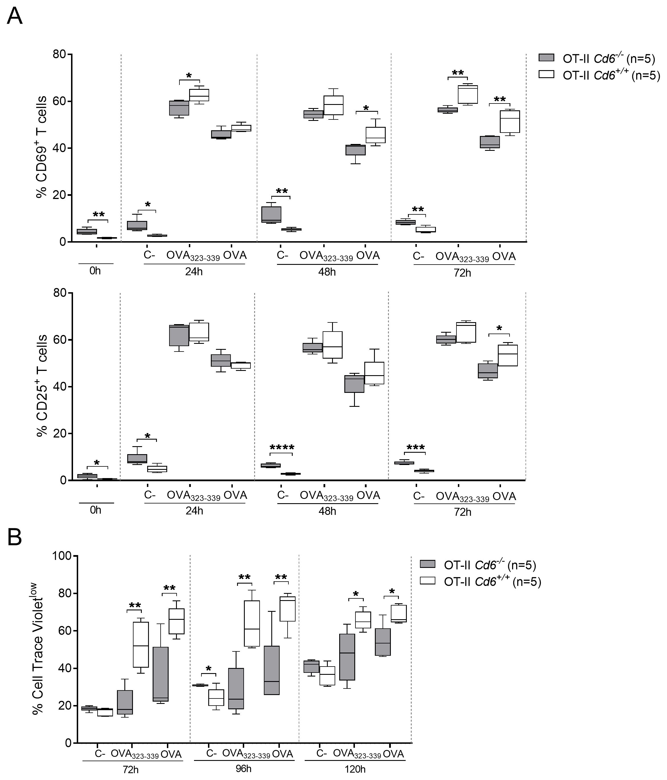 Two box plot graphs show immune cell activation in different conditions. Part A displays CD69⁺ and CD25⁺ T cell percentages over 0 to 72 hours. Part B depicts the percentage of Cell Trace Violet⁺ T cells from 72 to 120 hours. Both graphs compare OT-II Cd6⁻/⁻ and OT-II Cd6⁺/⁺ mice across various conditions, highlighting significant differences indicated by asterisks.