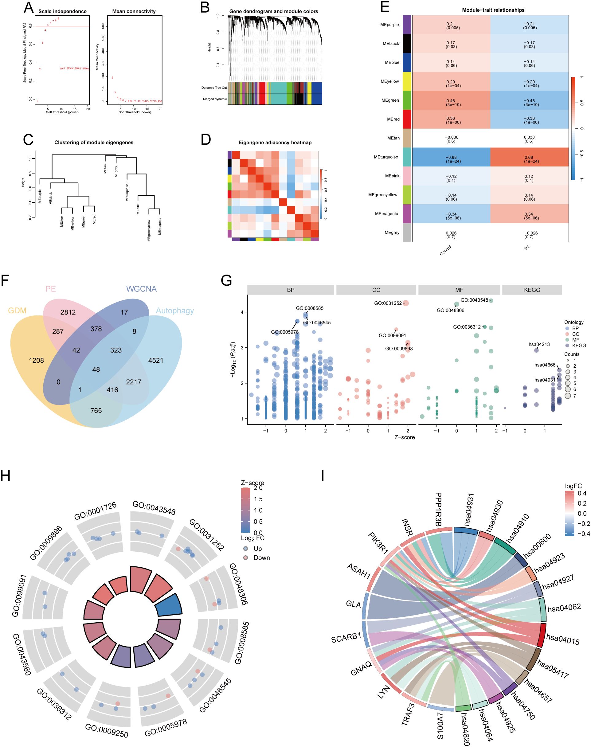 WGCNA and functional enrichment analysis of 48 DE-AGs. (A) Analysis of scale-free fit index and average connectivity across various soft thresholds. (B) Dendrogram and module color chart categorizing genes. (C) Module feature gene clustering tree. (D) Module correlation heatmap. (E) Gene-feature correlation heatmap. (F) Venn diagram indicating gene overlaps between GDM, PE, WGCNA, and autophagy. (G) Scatter plot of ontology categories with statistical significance. (H) Enrichment results of 12 GO entries. (I) Enrichment analysis of 14 key KEGG pathways.