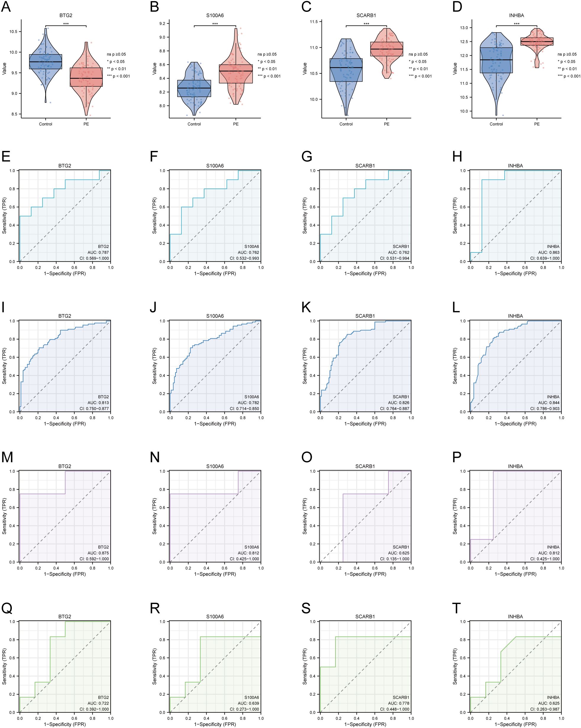 Expression of four DE-AGs and ROC validation. (A-D) Expression of four DE-AGs: BTG2 (A), S100A6 (B), SCARB1 (C), and INHBA (D). (E-H) ROC curves for the training set GSE103552. AUC>0.700 for four DE-AGs (BTG2, S100A6, SCARB1, and INHBA). (I-L) ROC curves for the Merged_Dataset_GSE75010_GSE24129 training set. AUC>0.700 for four DE-AGs (BTG2, S100A6, SCARB1, and INHBA). (M-P) ROC curves for validation set GSE15441. Note: AUC>0.600 for four DE-AGs (BTG2, S100A6, SCARB1, and INHBA). (Q-T) ROC curves for validation set GSE30186. Note: AUC>0.600 for four DE-AGs (BTG2, S100A6, SCARB1, and INHBA). DE-AG, differentially expressed autophagy-related gene; ROC, receiver operating characteristic; AUC, area under the curve; TPR, true positive rate; FPR, false positive rate. Significance levels are denoted as follows: ns p ≥0.05; * p < 0.05; ** p < 0.01; *** p < 0.001.