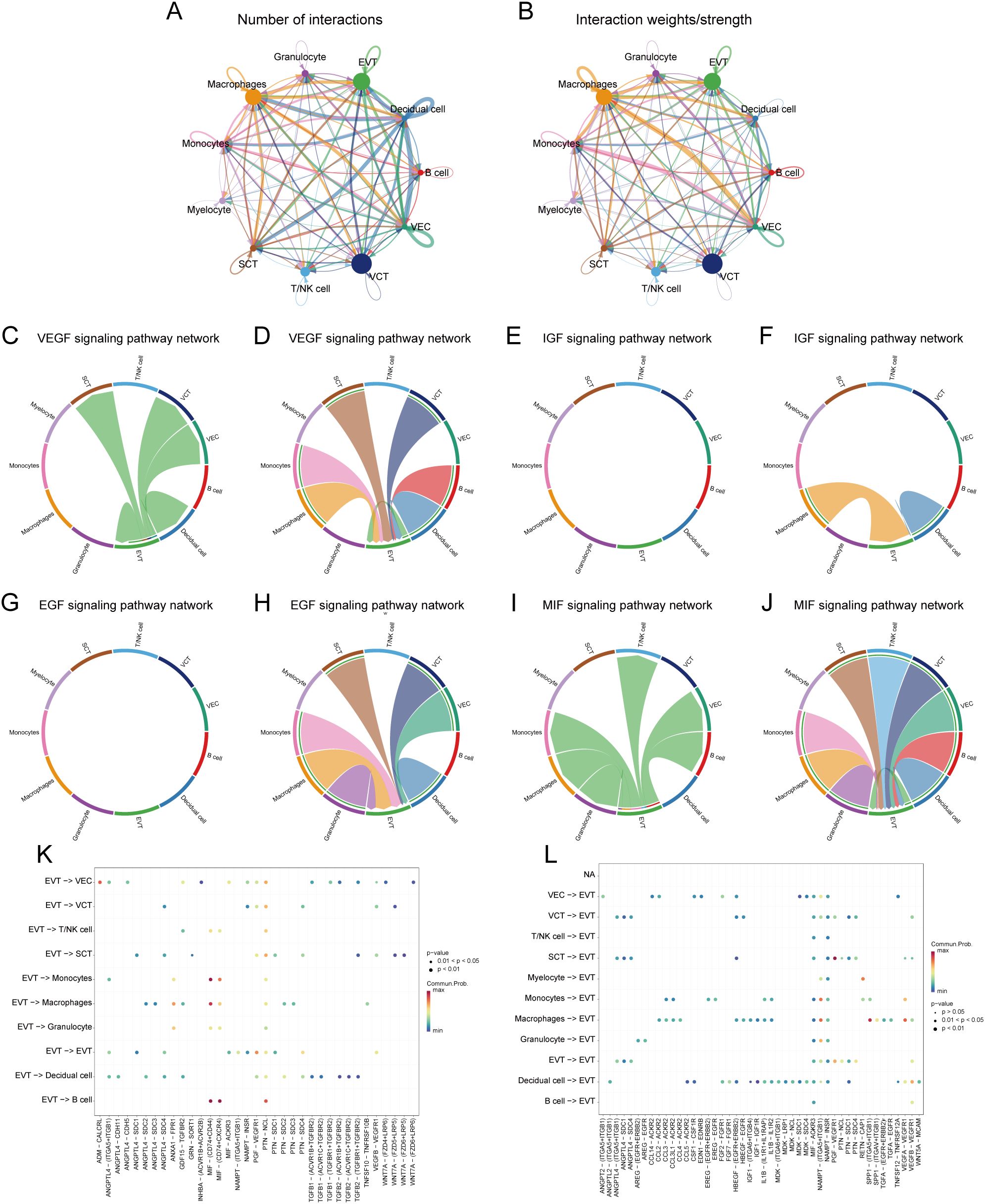 Analysis of cellular communication in GDM single-cell samples. (A, B) The number of interactions between cell populations and their strength in GDM samples. (C, D) Communication between EVT as a signal sender or receiver and other cell populations via the VEGF signalling pathway in GDM samples. (E, F) Communication of EVT as a signal sender and receiver via the IGF pathway with other cell populations in GDM samples. (G, H) Communication between GDM samples in which EVT acts as a signal sender to or receiver from other cell populations via the EGF pathway. (I, J) Communication between GDM samples in which EVT acts as a signal sender/receiver to or from other cell populations via the MIF pathway. (K, L) Ligand-receptor pairs are involved in generating communication of EVT cells as signal senders and receivers with other cells in GDM samples.