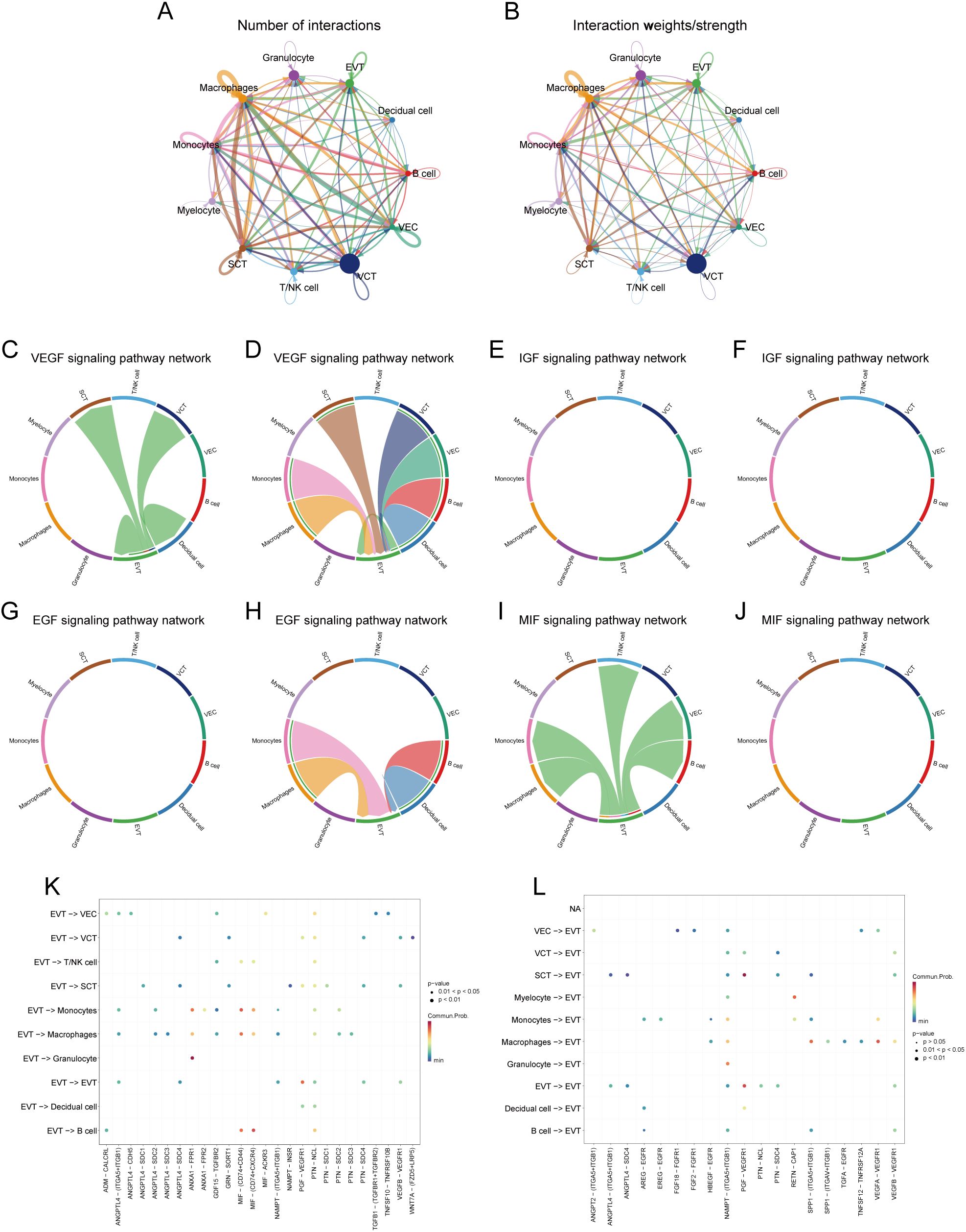 Analysis of cellular communication in PE single-cell samples. (A, B) Number of interactions between cell populations and their strength in PE samples. (C, D) Communication between EVT as a signal sender or receiver and other cell populations through the VEGF signalling pathway in PE samples. (E, F) Communication of EVT as a signal sender and receiver via the IGF pathway with other cell populations in PE samples. (G, H) Communication between PE samples in which EVT acts as a signal sender to or receiver from other cell populations via the EGF pathway. (I, J) Communication between PE samples in which EVT acts as a signal sender/receiver to or from other cell populations via the MIF pathway. (K, L) Ligand-receptor pairs are involved in the generation of communication of EVT cells as signal senders or signal receivers with other cells in PE samples.