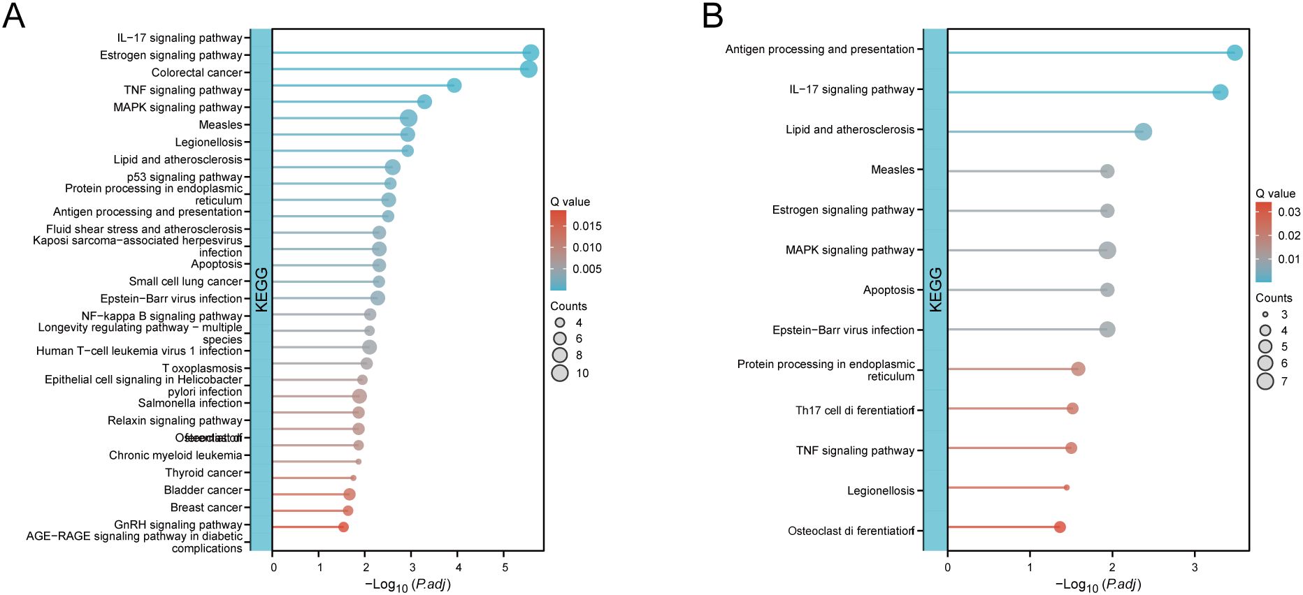 Two KEGG pathway enrichment dot plots labeled A and B. Both plots have pathways on the y-axis and negative log-transformed adjusted p-values on the x-axis. Dot size represents the number of counts, while color indicates the q value, ranging from blue (low) to red (high). Plot A highlights pathways like IL-17 signaling and estrogen signaling, with predominant blue hues. Plot B emphasizes pathways such as antigen processing and IL-17 signaling, also leaning towards blue, suggesting lower q values overall.