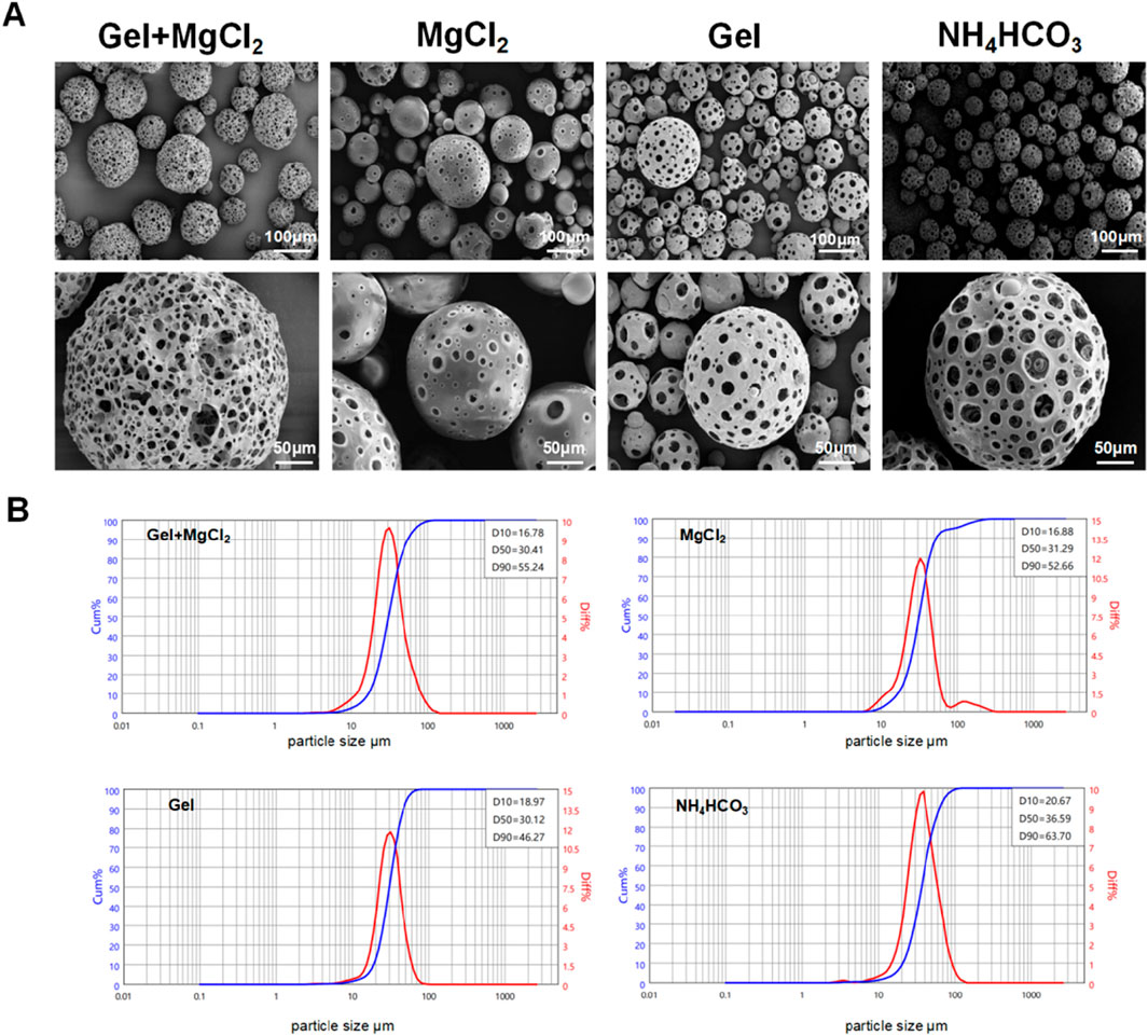 Images depict porous microstructures and particle size distributions for four samples: Gel+MgCl₂, MgCl₂, Gel, and NH₄HCO₃. The top panels show SEM images highlighting the variations in porosity. The bottom panels present particle size distribution graphs, with D10, D50, and D90 values specified for each sample, indicating different size distributions and peaks in the datasets.