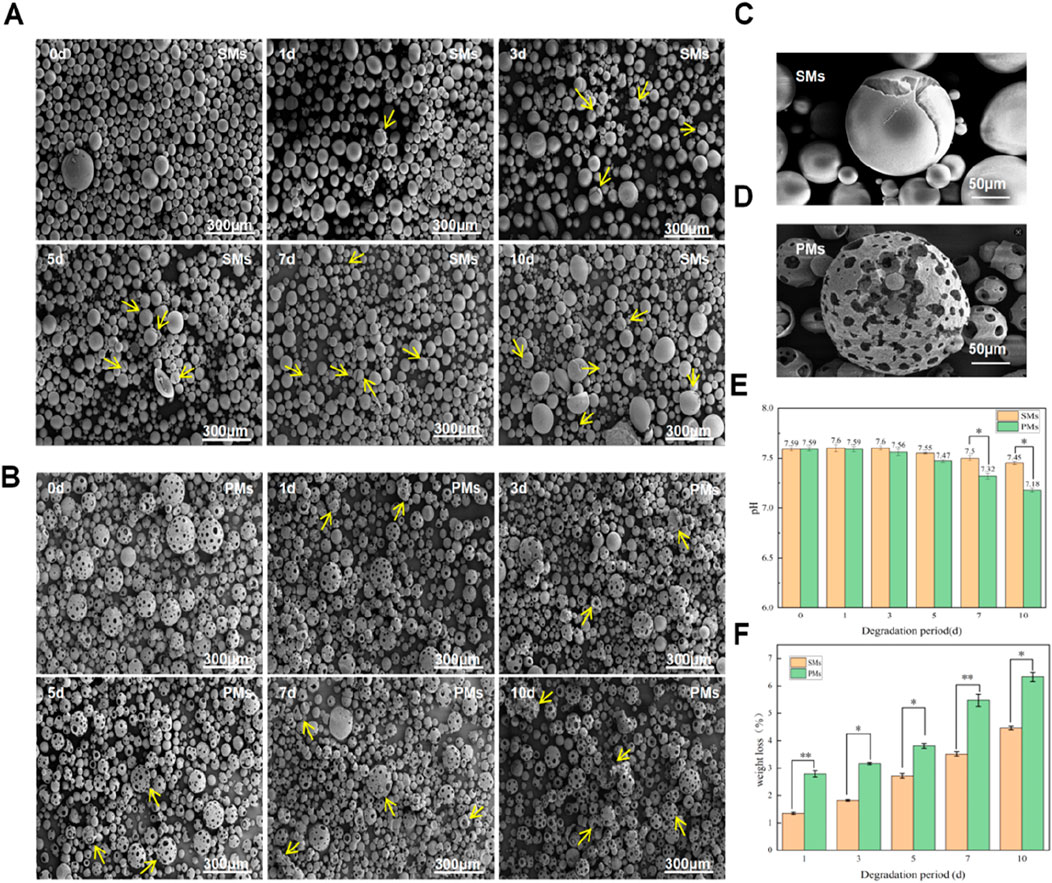 Electron microscope images and bar graphs depict the degradation of spherical microparticles (SMs) and porous microparticles (PMs) over time. Panels A and B show SMs and PMs at varying degradation days, annotated with arrows indicating changes. Panel C highlights a single SM, while D focuses on a PM with visible pores. Graph E compares pH levels over a ten-day degradation period for both particle types, while F illustrates percentage weight loss during the same timeframe.