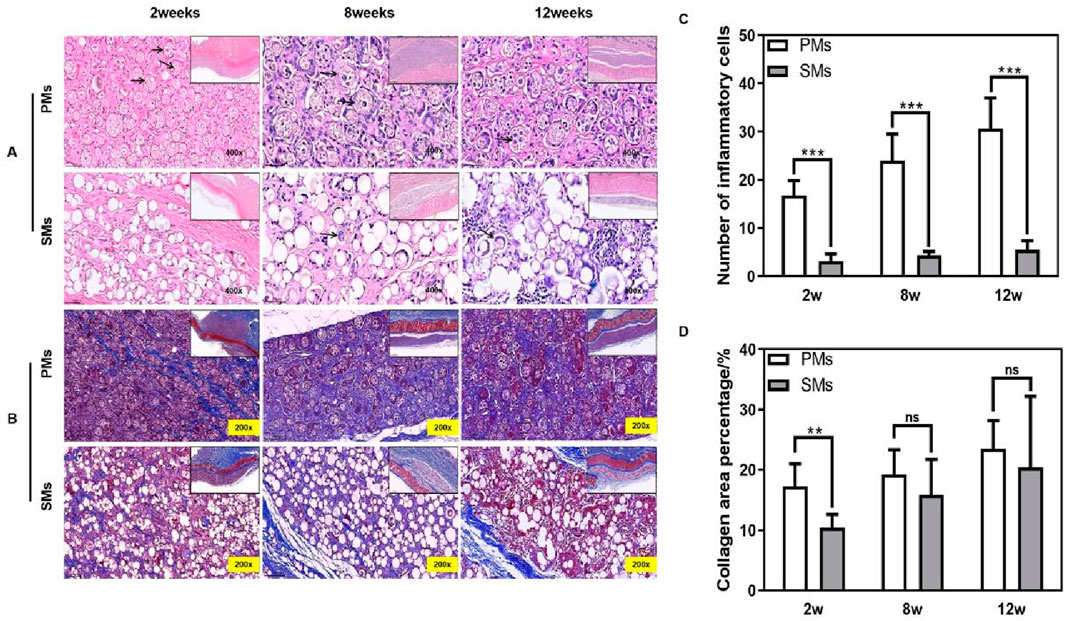 Histological images and bar charts illustrate inflammatory response and collagen formation in PMs and SMs at 2, 8, and 12 weeks. Panels A and B show microscopic images with labeled insets. Panel C depicts a bar chart indicating a significant increase in inflammatory cells over time, particularly in PMs. Panel D shows collagen area percentages with significant differences at 2 weeks, and non-significant differences at 8 and 12 weeks.