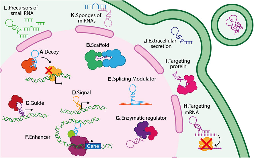 Diagram illustrating various functions of non-coding RNAs within a cell, including decoy, scaffold, guide, signal, splicing modulator, enhancer, enzymatic regulator, and targeting mechanisms for protein, mRNA, extracellular secretion, miRNA sponges, and small RNA precursors. Each function is labeled from A to L, depicted with different colored shapes and arrows indicating interactions with DNA, RNA, and proteins.