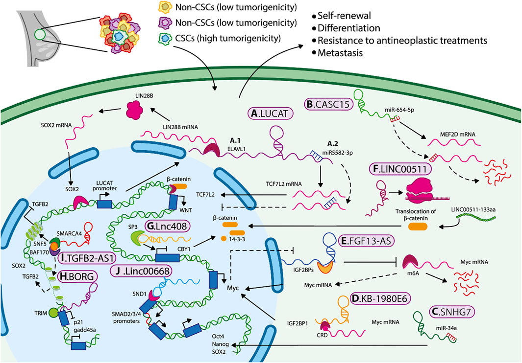 Diagram illustrating the molecular interactions in cancer stem cells (CSCs) and non-cancer stem cells (Non-CSCs). Different colored pathways indicate interactions, including self-renewal, differentiation, and metastasis. Various proteins, mRNA, and complexes such as LIN28B, SOX2, and β-catenin are involved. Labels like A.LUCAT, B.CASC15, and others denote specific elements associated with low and high tumorigenicity in CSCs, highlighted in different colors.