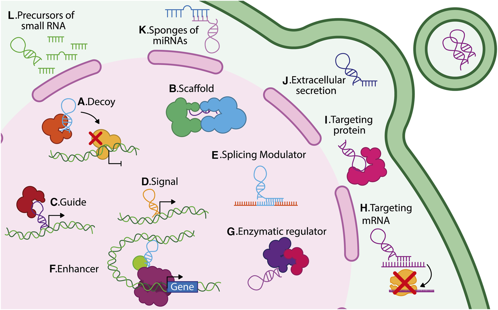 Diagram illustrating various functions of non-coding RNAs within a cell, including decoy, scaffold, guide, signal, splicing modulator, enhancer, enzymatic regulator, and targeting mechanisms for protein, mRNA, extracellular secretion, miRNA sponges, and small RNA precursors. Each function is labeled from A to L, depicted with different colored shapes and arrows indicating interactions with DNA, RNA, and proteins.