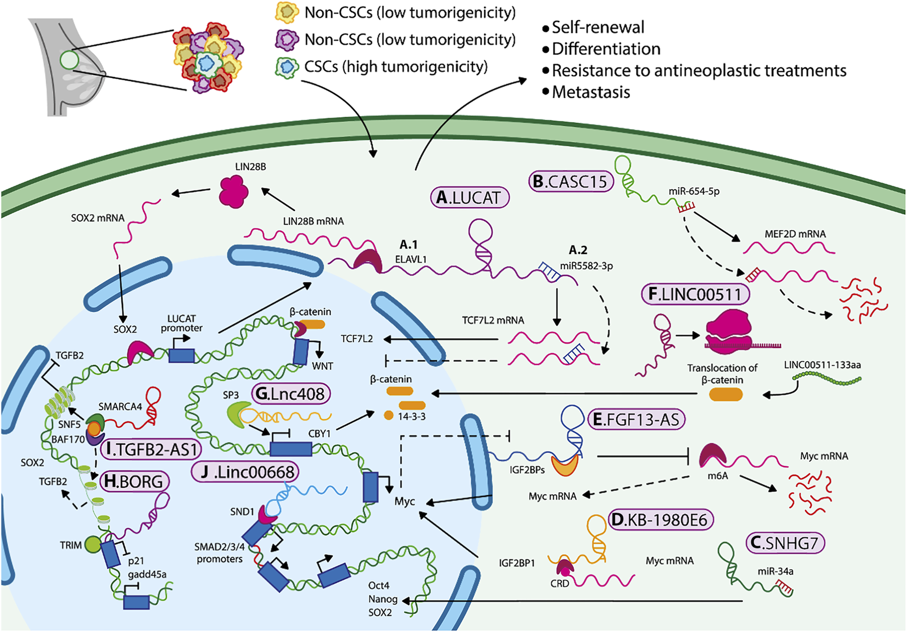 Diagram illustrating the molecular interactions in cancer stem cells (CSCs) and non-cancer stem cells (Non-CSCs). Different colored pathways indicate interactions, including self-renewal, differentiation, and metastasis. Various proteins, mRNA, and complexes such as LIN28B, SOX2, and β-catenin are involved. Labels like A.LUCAT, B.CASC15, and others denote specific elements associated with low and high tumorigenicity in CSCs, highlighted in different colors.