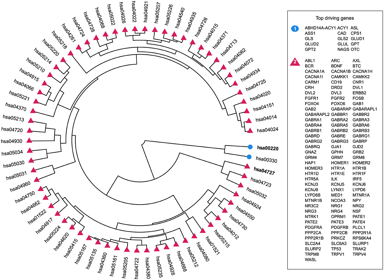 Circular dendogram displaying hierarchical relationships among pathways. Pathways with top driving genes are bolded, such as hsa00220 and hsa00480. Pink triangles and blue circles mark clusters. A separate list details top driving genes.