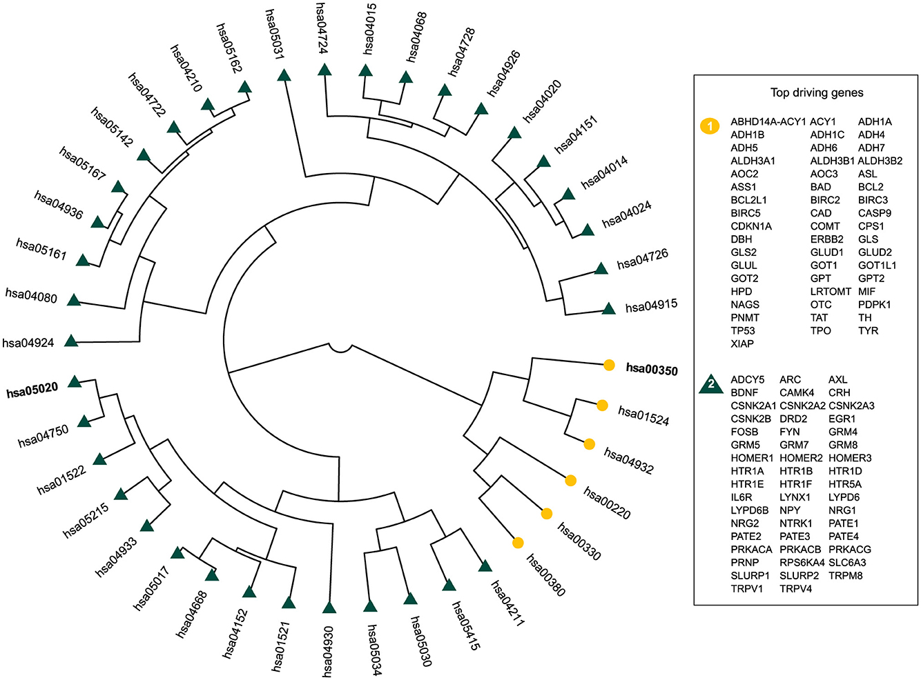Circular dendogram displaying hierarchical relationships among pathways. Pathways with top driving genes are bolded, such as hsa03050 and hsa05020. Green triangles and yellow circles mark clusters. A separate list details top driving genes.