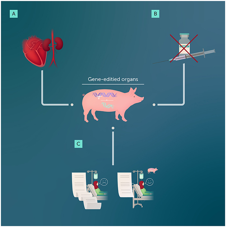 Figure 1 - Gene editing can help to make organs from other animals suitable for transplanting into humans.