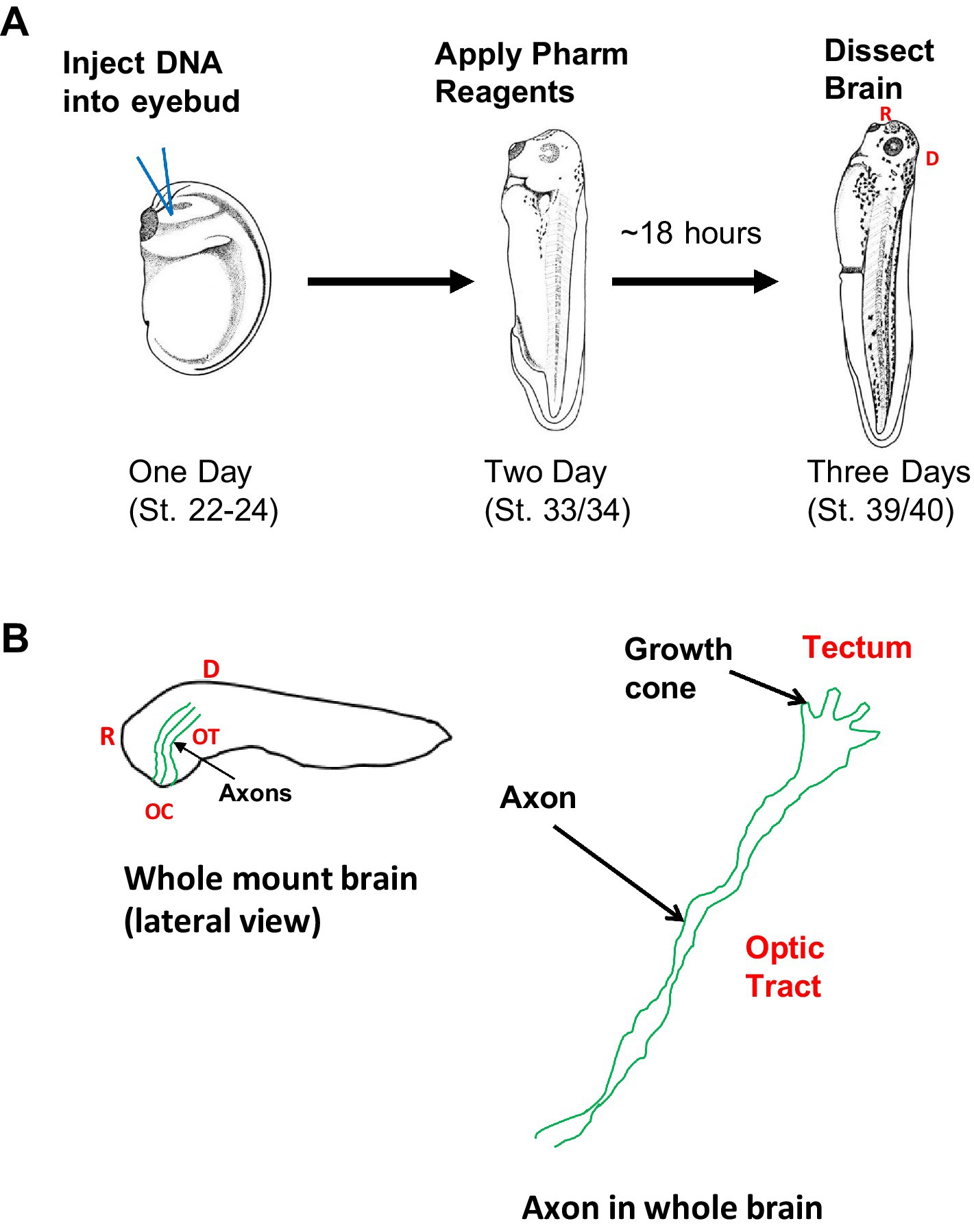 Diagram illustrating a three-step experimental process. Part A shows stages over three days: injecting DNA into an eyebud (day one), applying pharmaceutical reagents (day two), and dissecting the brain after approximately 18 hours (day three). Part B displays the lateral view of a whole mount brain with labeled structures including axons, optic tract, and tectum, highlighting the growth cone and axon.