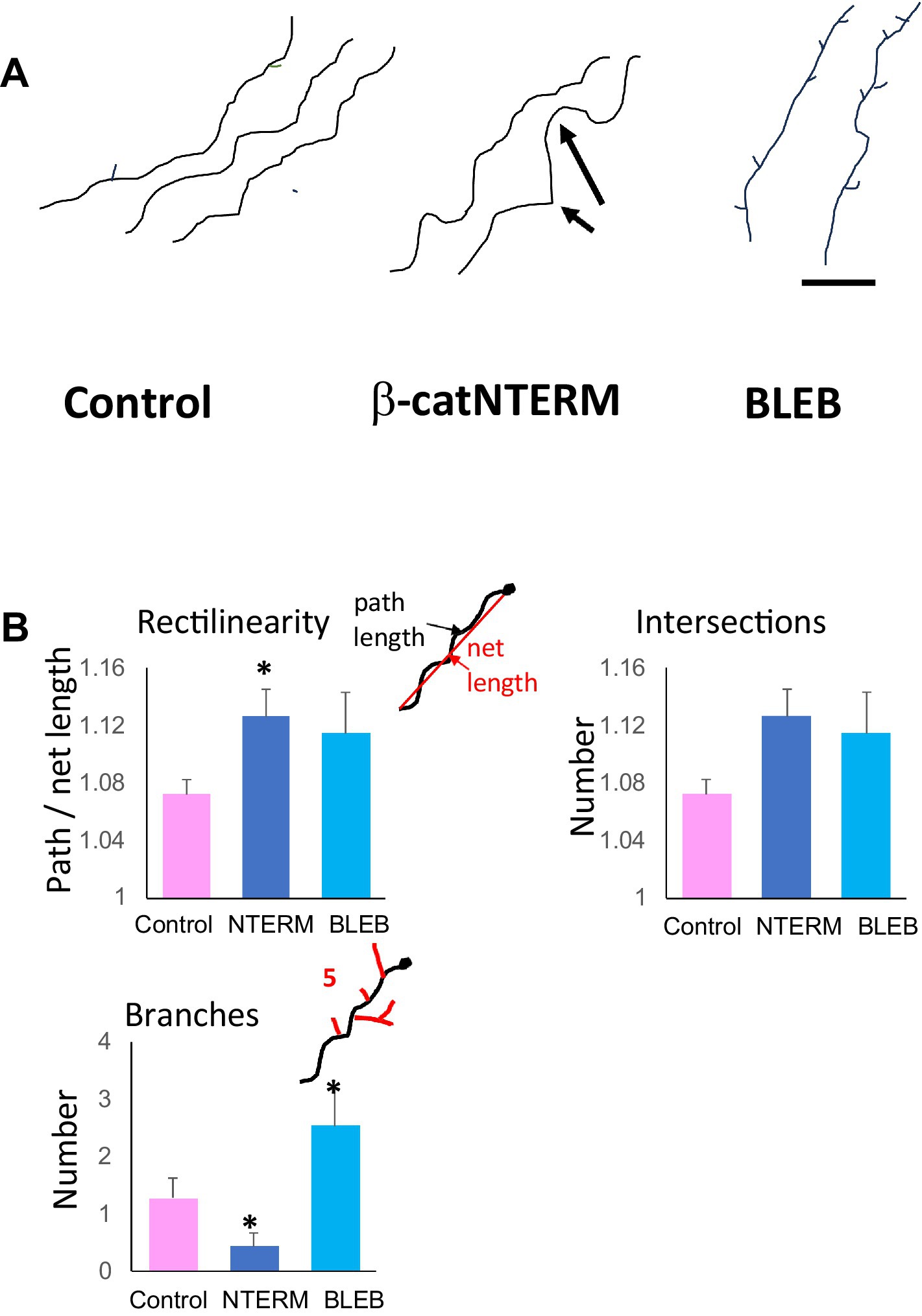 Scientific image showing neuronal outgrowth analysis. Panel A displays images of neural structures under different conditions labeled as Control, β-catNTERM, and BLEB, with arrows indicating features of interest. Panel B presents bar graphs comparing rectilinearity, intersections, and branches across the same conditions. The graph for rectilinearity is labeled
