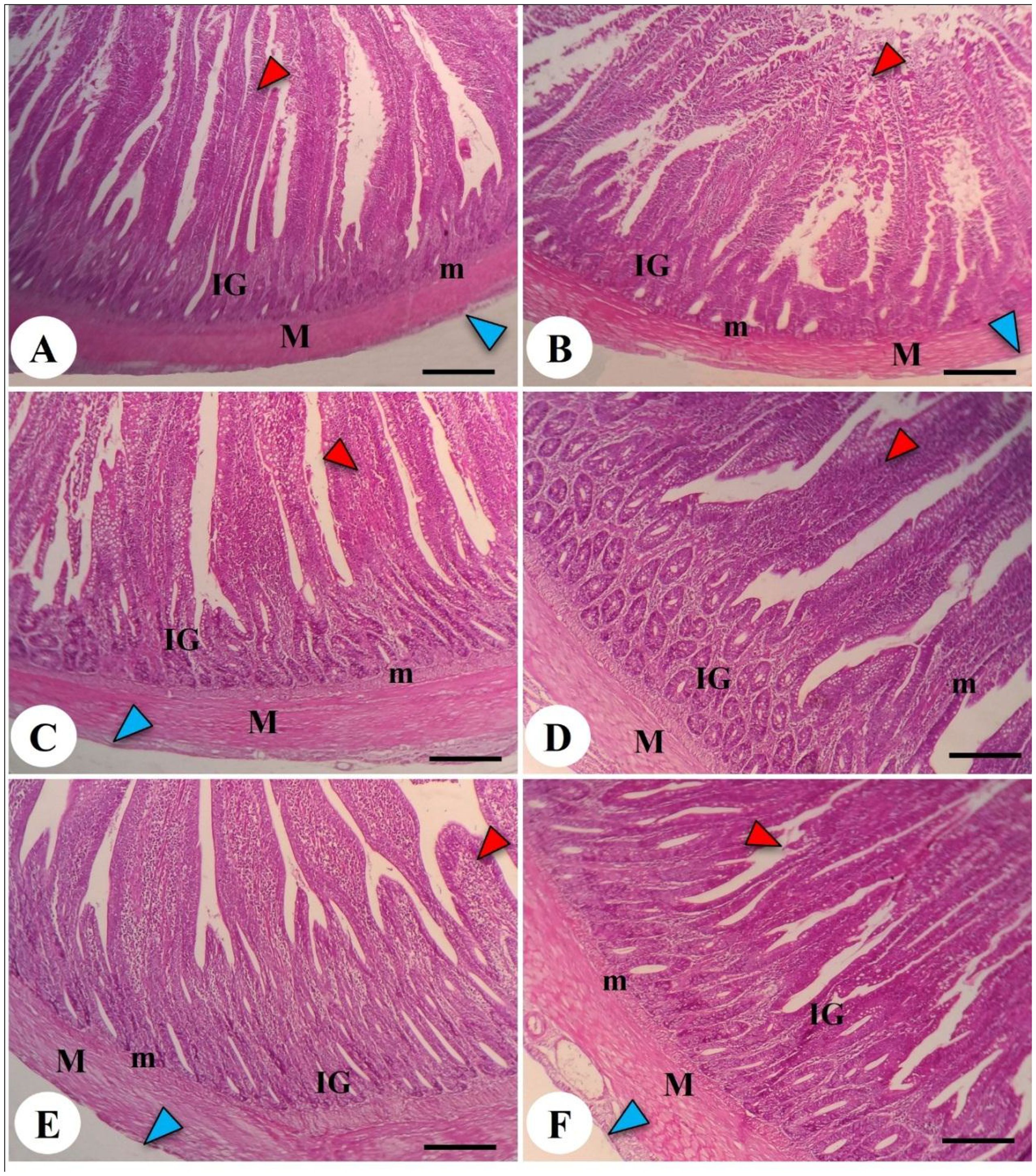 Microscopic images showing histological sections labeled A to F. Each section is stained, revealing the internal structures, including areas labeled IG, M, and m. Red and blue arrowheads indicate specific features within the tissue. The scale bar is visible in each image for reference.