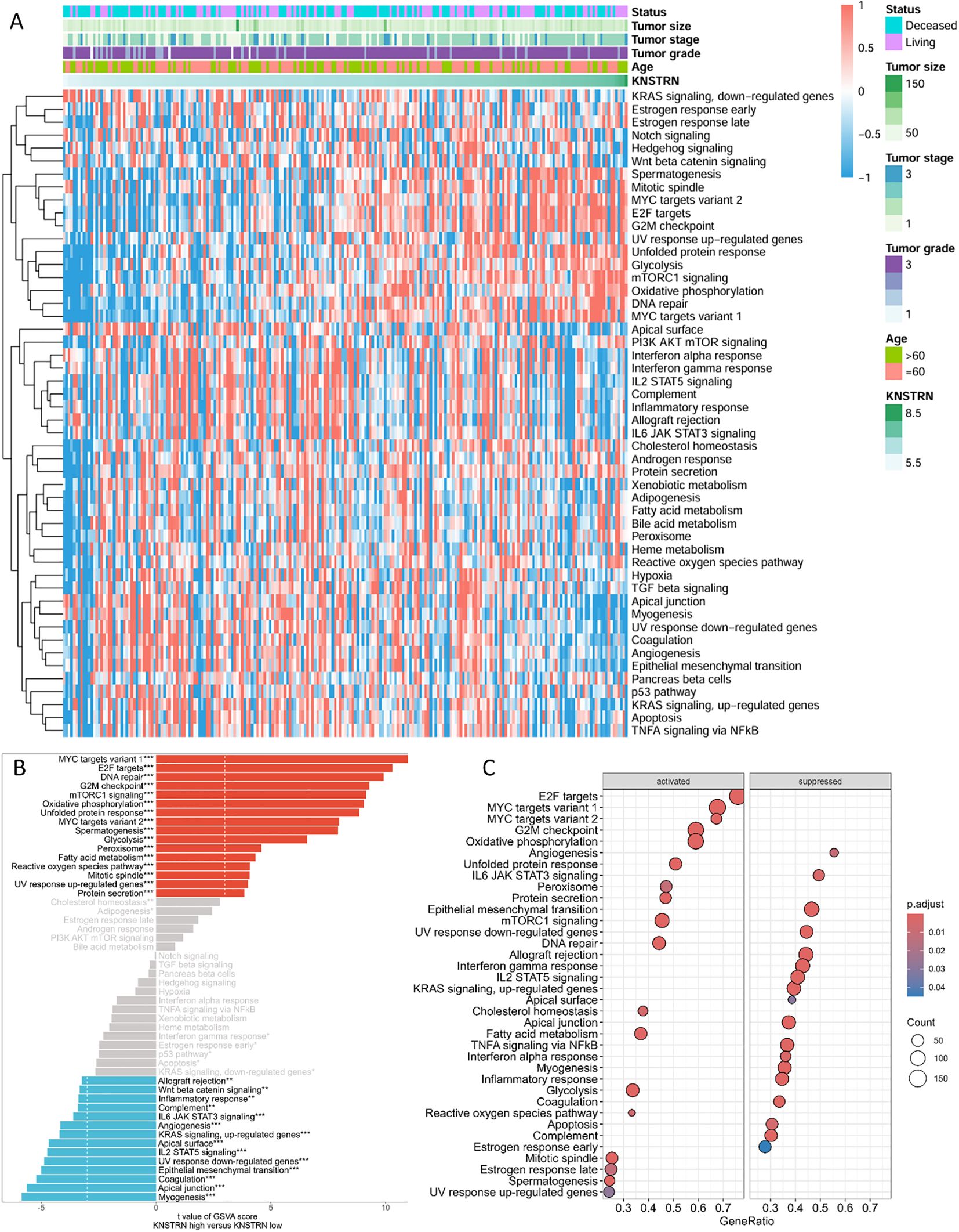 Composite image with a heatmap (A) showing gene expression patterns with clusters, color-coded by status, tumor size, grade, and age. Bar plot (B) presents GSVA scores comparing KNSTRN expression, with activated pathways highlighted in red and suppressed pathways in blue. Dot plot (C) illustrates pathway activation and suppression based on gene ratio and adjusted p-values, using color intensity and dot size to represent significance level and the number of enriched genes in each pathway, respectively.