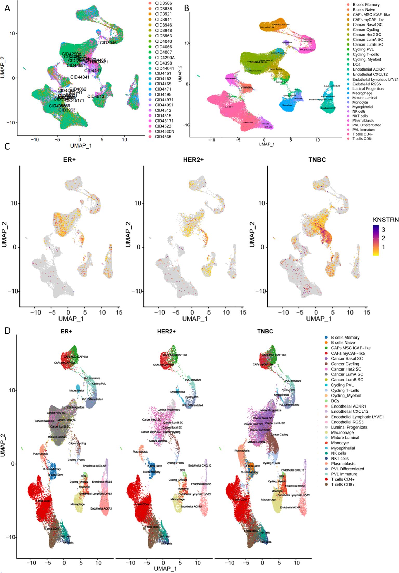 Four UMAP plots visualizing gene expression data. (A) Labels different patient samples with distinct colors. (B) Shows cell types with a legend indicating various immune and cancer cells. (C) Compares ER+, HER2+, and TNBC subtypes with a color gradient for KNSTRN expression. (D) Depicts different cell types across ER+, HER2+, and TNBC subtypes using varied colors with labeled cell types. Color-coded legends provide details for interpretation.