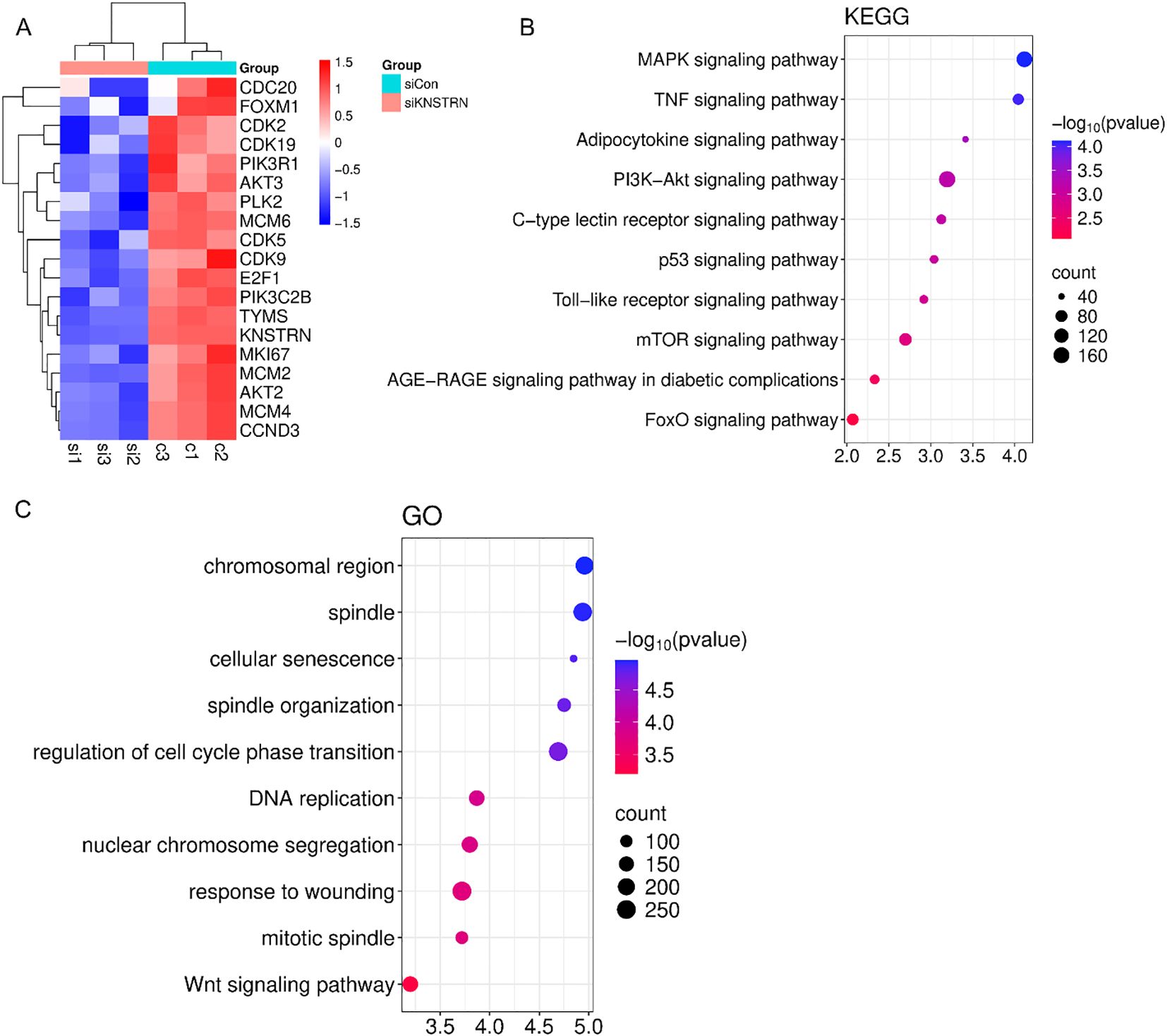 Heatmap and scatter plots illustrating transcriptomic sequencing results, including gene expression patterns and pathway analysis. Panel A shows a heatmap with genes as rows and samples as columns, demonstrating differential expression between the siCon and siKNSTRN groups. Panel B presents a KEGG pathway scatter plot displaying various signaling pathways with corresponding p-values and gene counts, highlighted by color and size. Panel C shows a GO term scatter plot illustrating biological processes with similar metrics of p-value and gene count, also visualized through color and size.