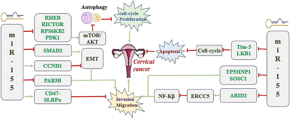 Diagram showing miR-155's role in cervical cancer regulation. It interacts with various proteins and pathways like mTOR/AKT, EMT, and cell-cycle processes, influencing autophagy, apoptosis, invasion, and migration.