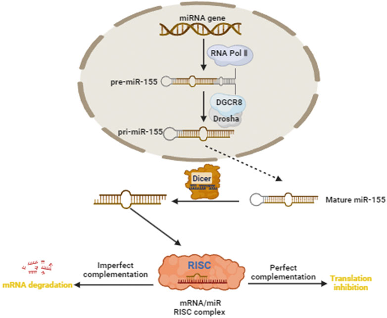 Diagram illustrating the biogenesis and function of miR-155. It begins with transcription of the miRNA gene by RNA Polymerase II, producing pri-miR-155. Processing by Drosha and DGCR8 leads to pre-miR-155. Dicer then cleaves it to form mature miR-155. This miRNA incorporates into the RISC complex, leading to mRNA degradation through imperfect complementation or translation inhibition via perfect complementation.